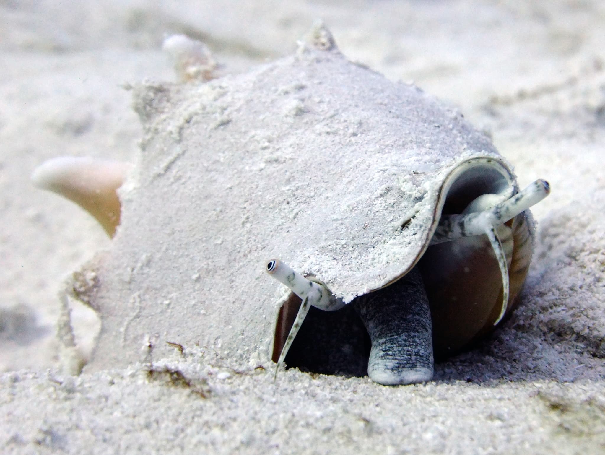 Florida Fighting Conch (Strombus alatus)