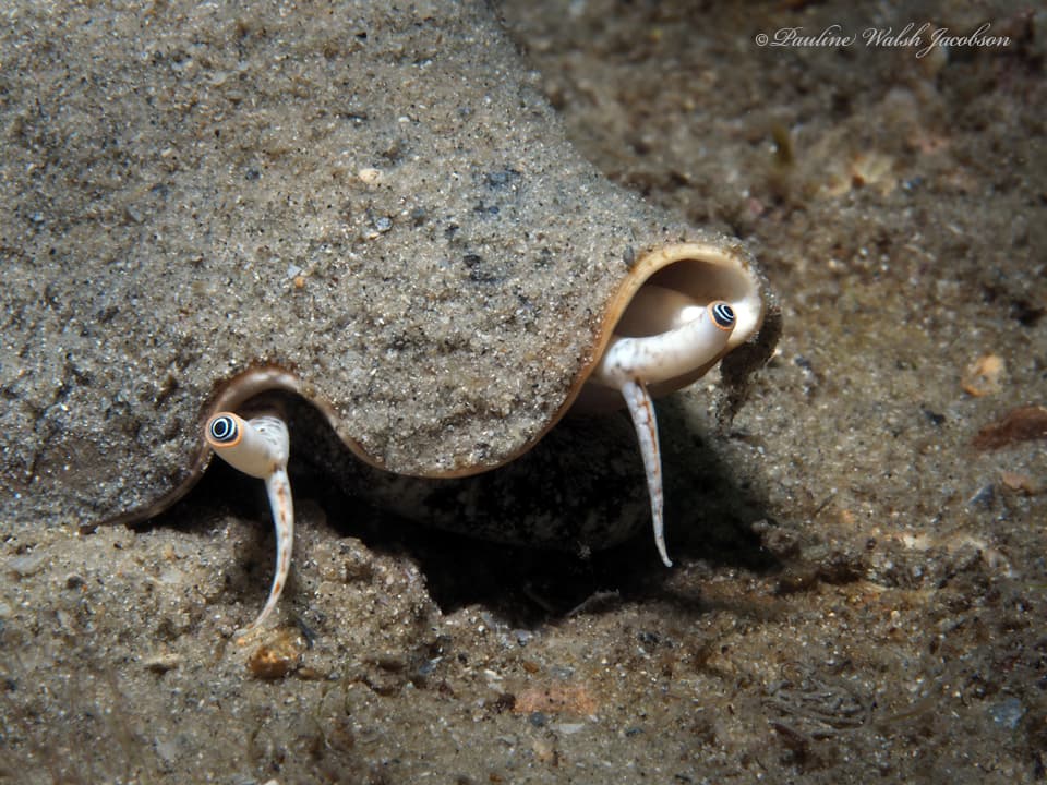 Florida Fighting Conch (Strombus alatus)