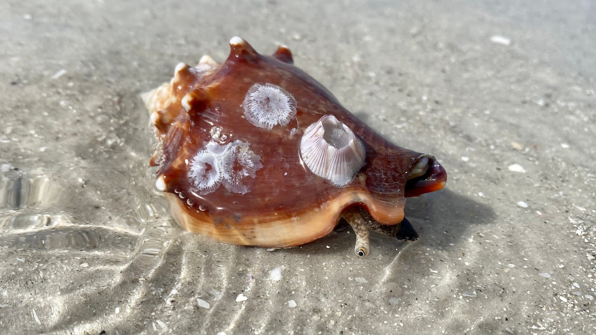 Florida Fighting Conch (Strombus alatus)