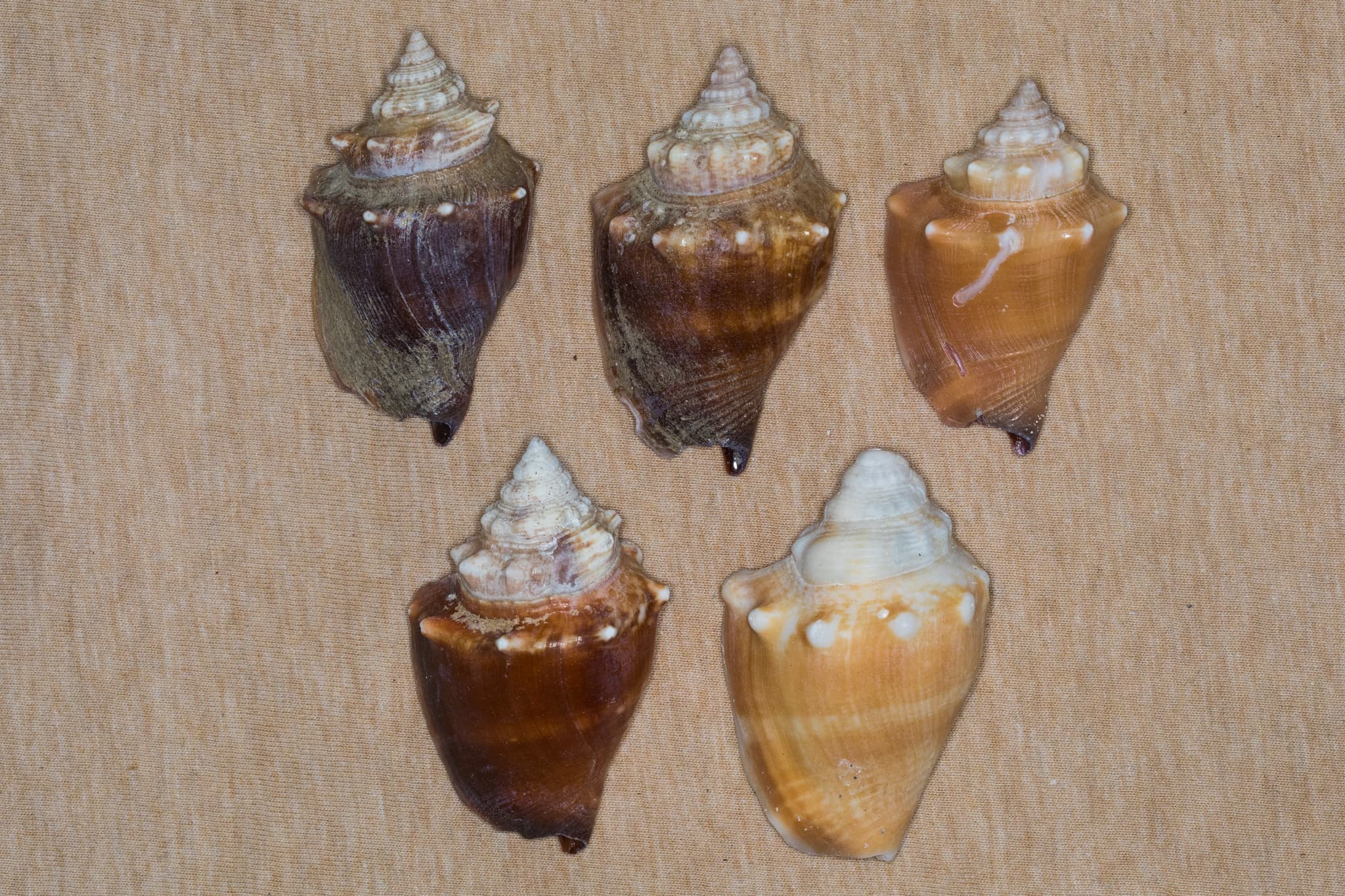 Florida Fighting Conch (Strombus alatus) shell variations