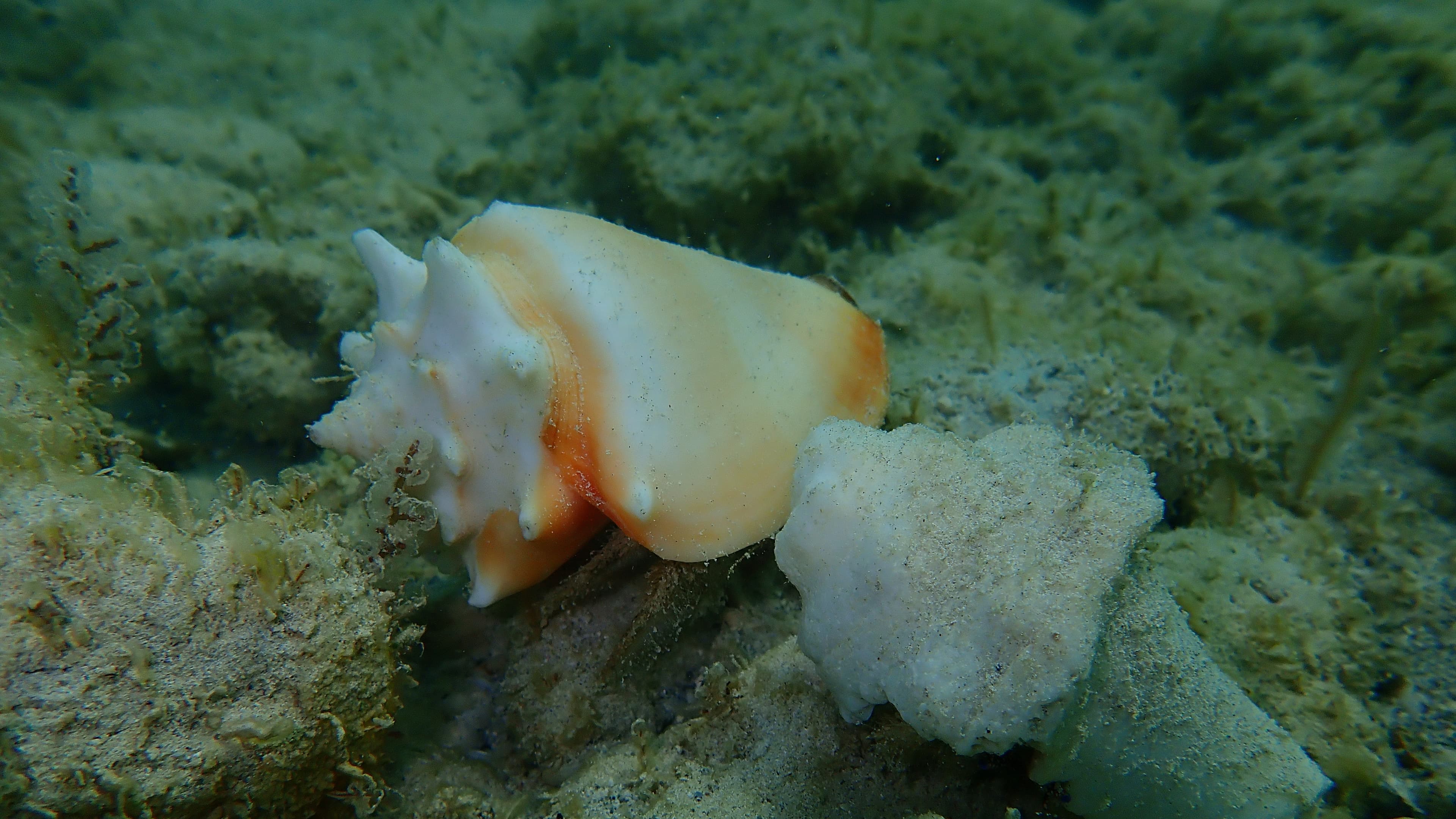 Florida Fighting Conch (Strombus alatus) in the Atlantic Ocean bottom, Cuba, Varadero