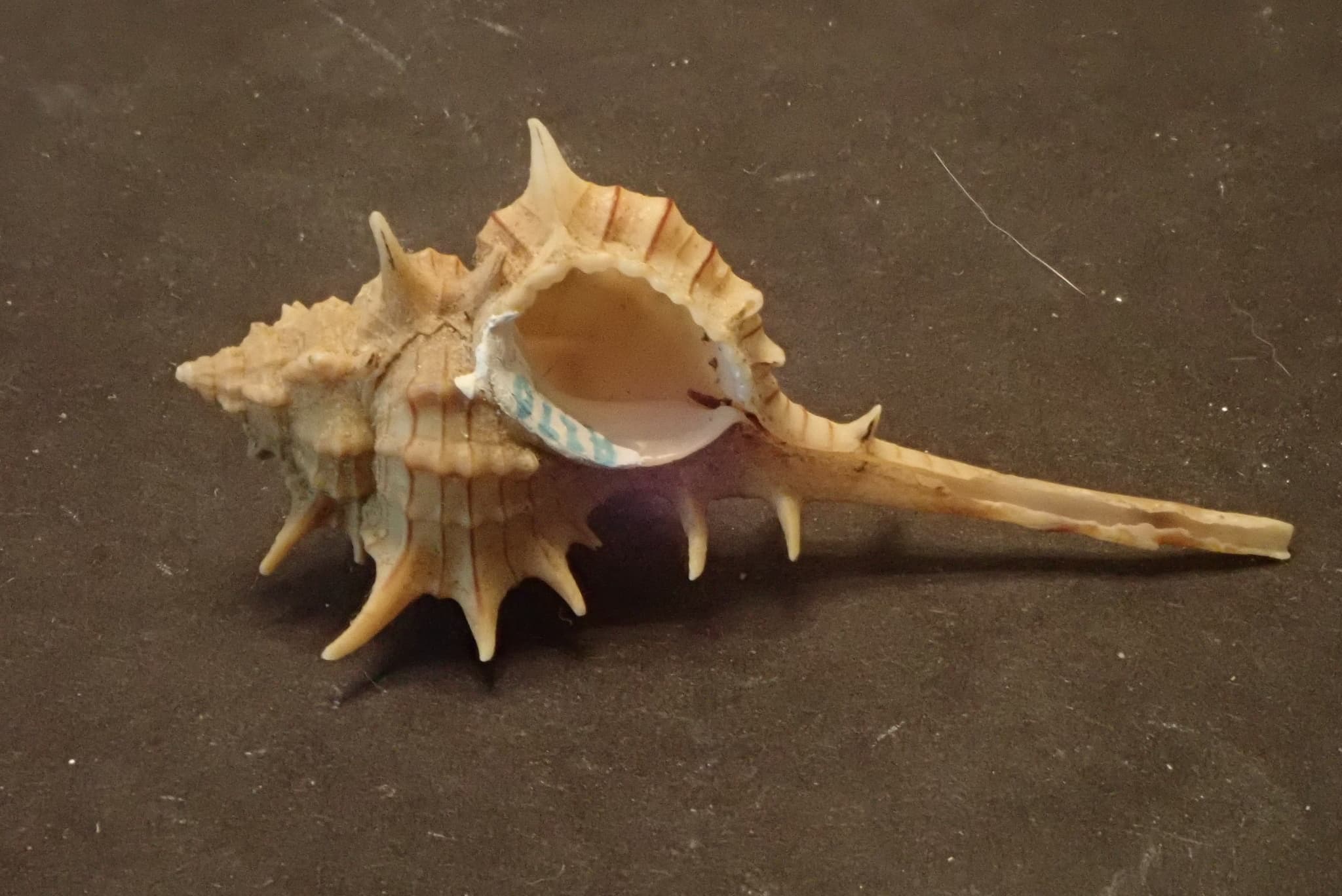 Three-Crowned Murex (Vokesimurex tricoronis) shell