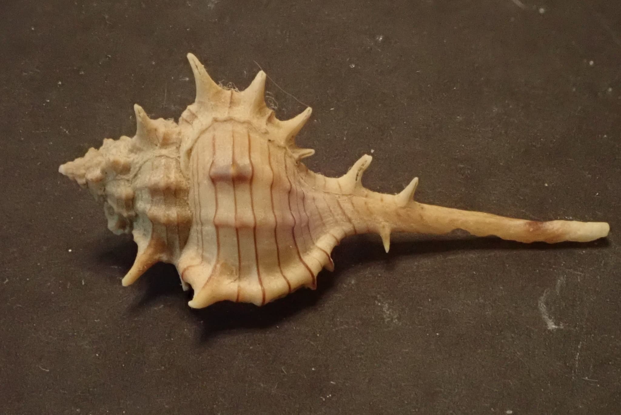 Three-Crowned Murex (Vokesimurex tricoronis) shell