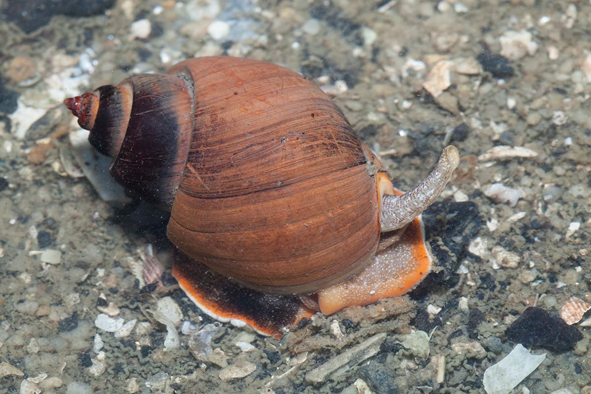 Spiral Babylon Snail (Babylonia spirata)