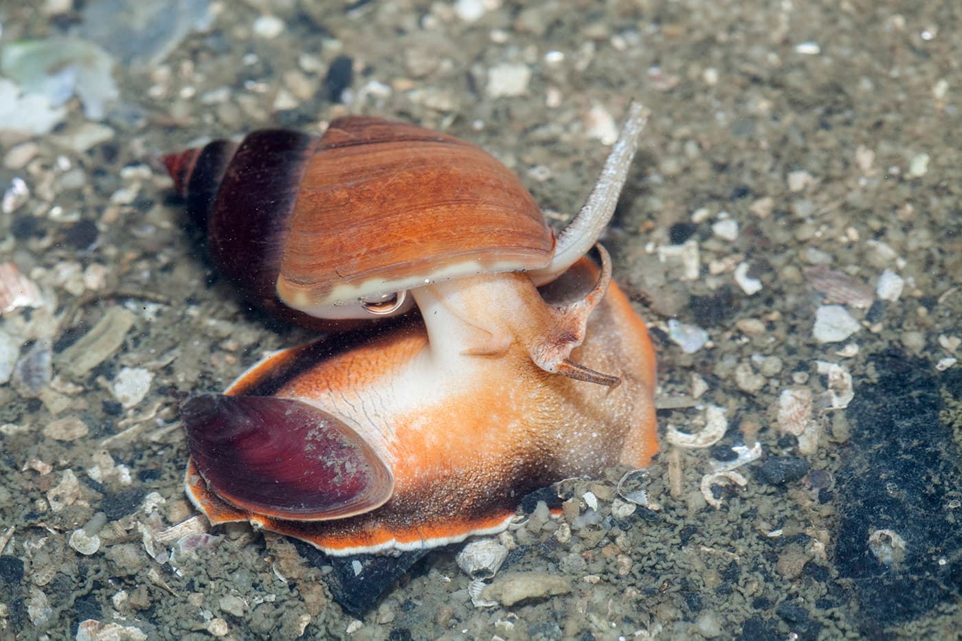 Spiral Babylon Snail (Babylonia spirata)