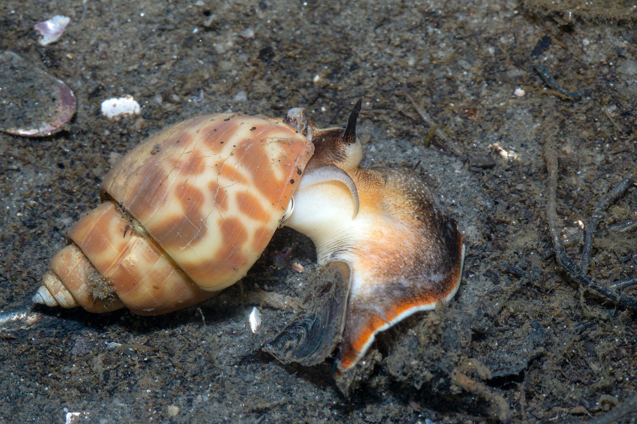 Spiral Babylon Snail (Babylonia spirata)