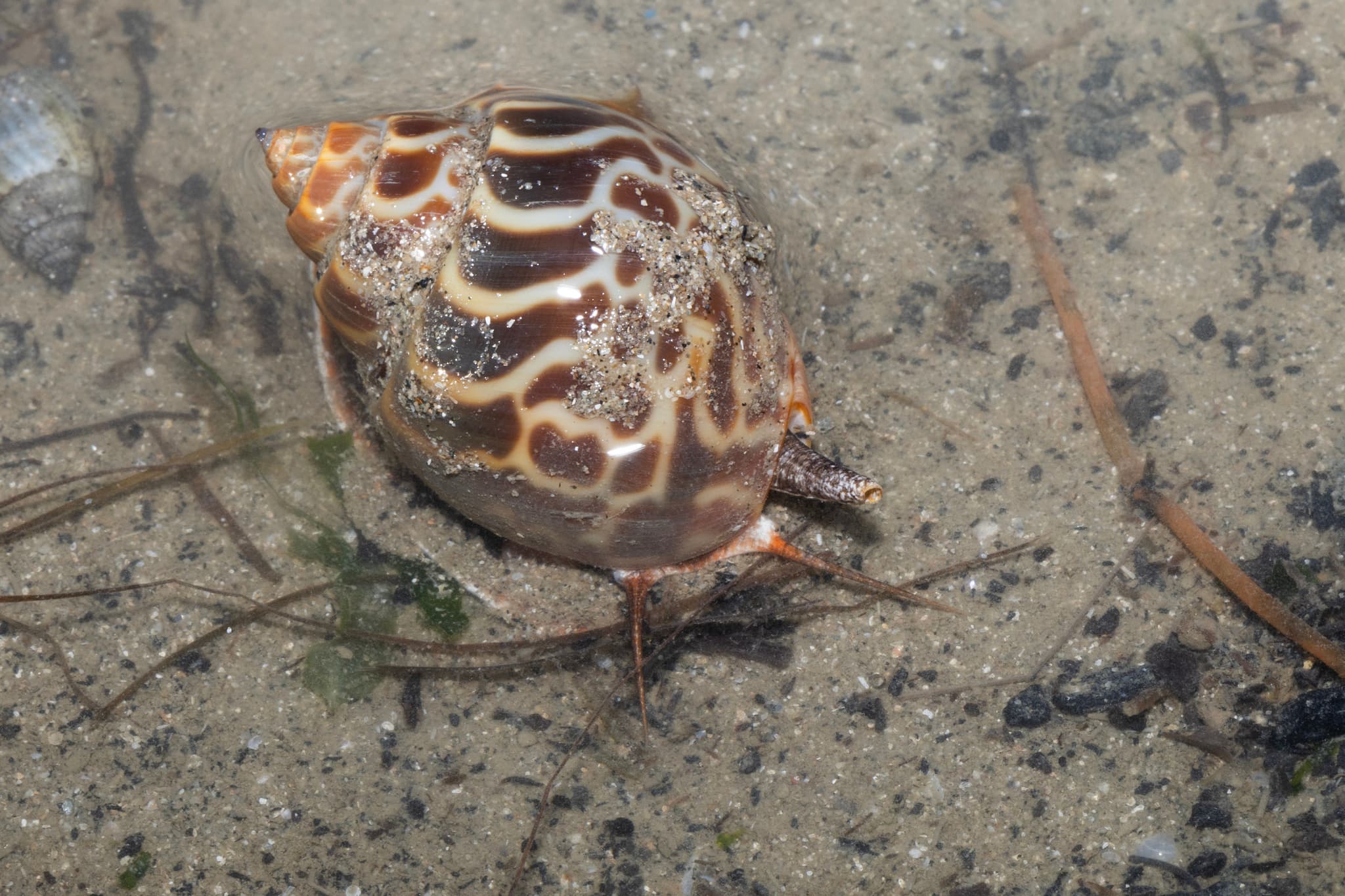 Spiral Babylon Snail (Babylonia spirata)