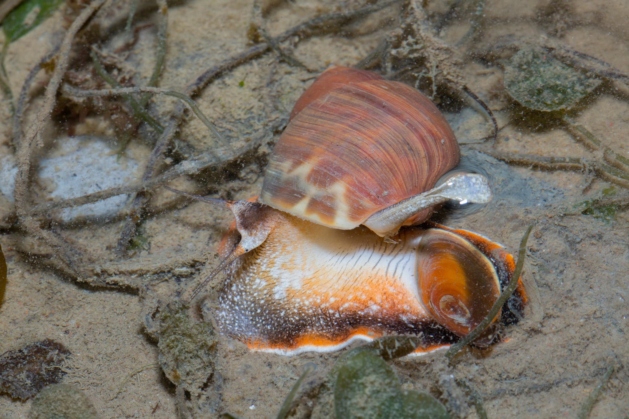 Spiral Babylon Snail (Babylonia spirata)