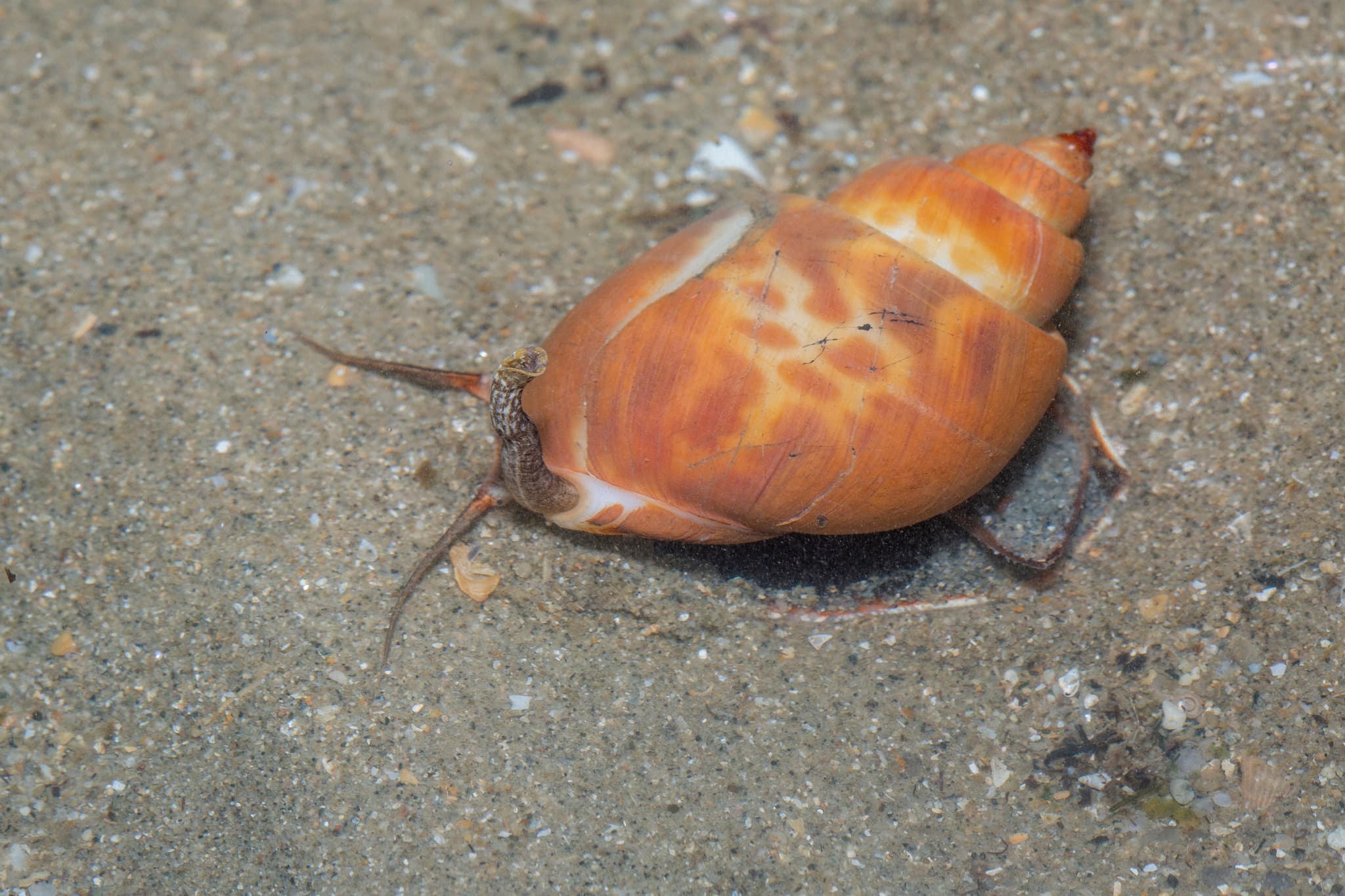 Spiral Babylon Snail (Babylonia spirata)