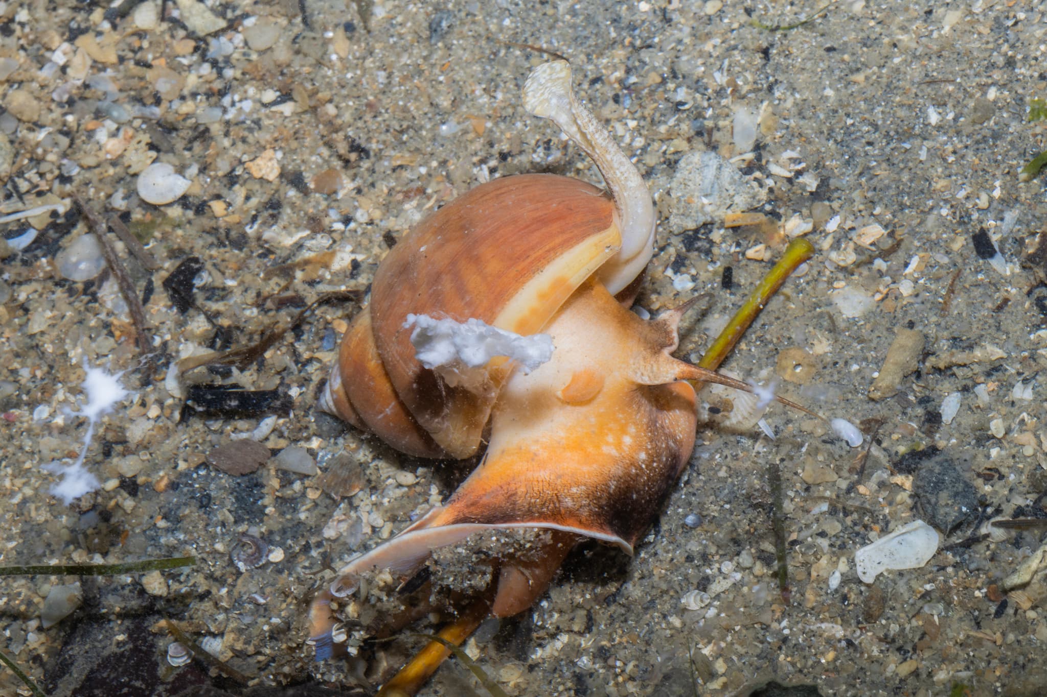 Spiral Babylon Snail (Babylonia spirata)