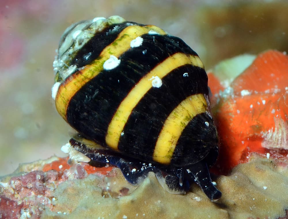 Bumblebee Snail (Engina mendicaria)