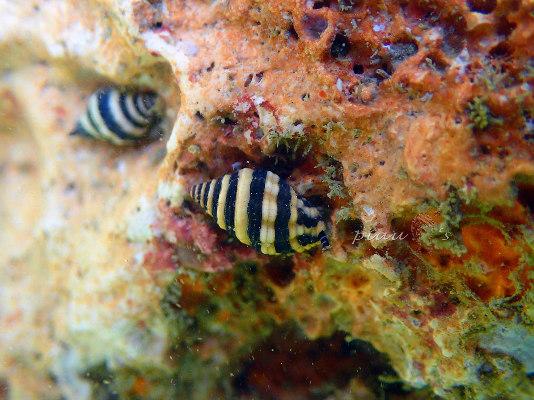 Bumblebee Snail (Engina mendicaria)