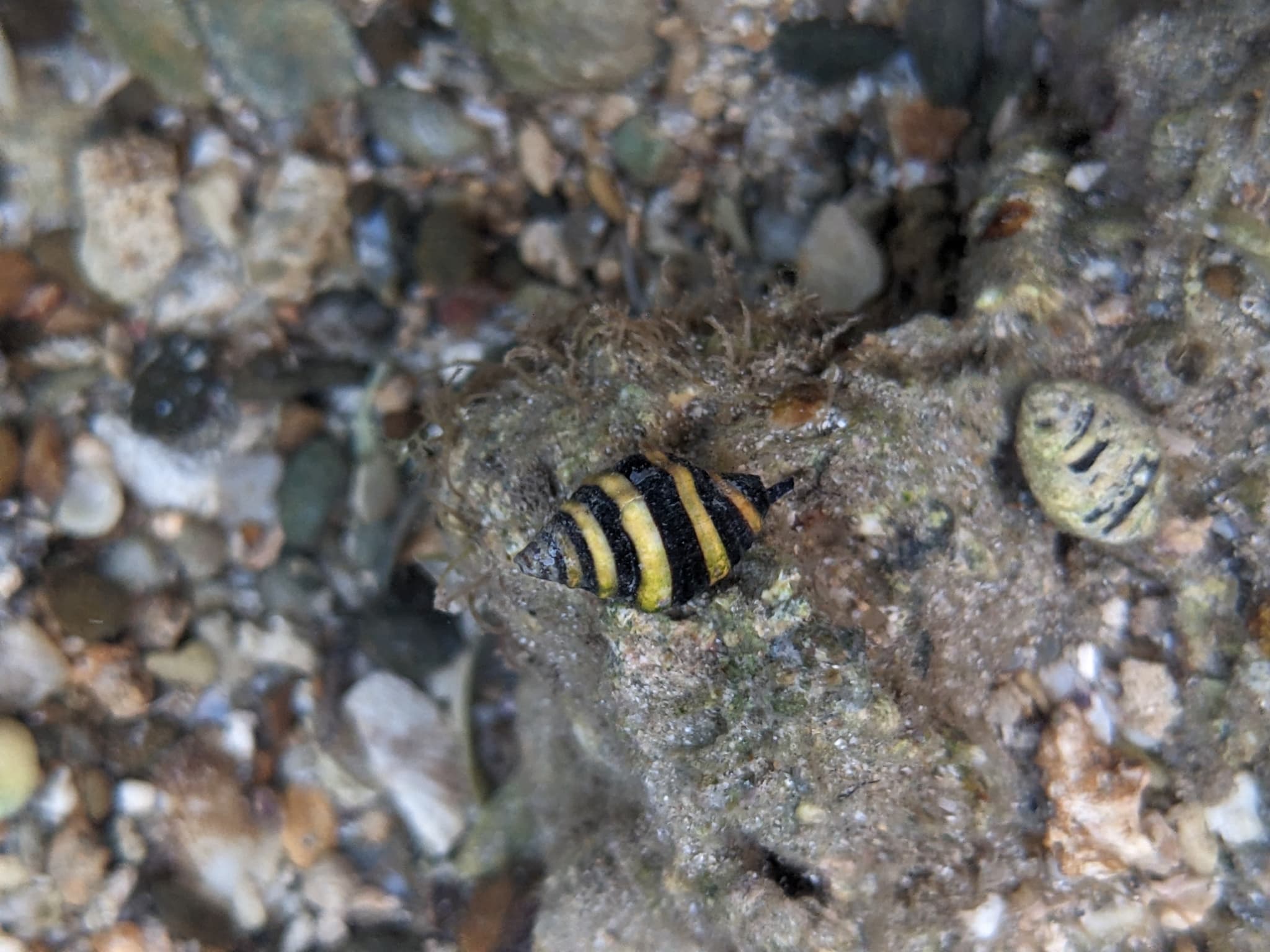 Bumblebee Snail (Engina mendicaria)