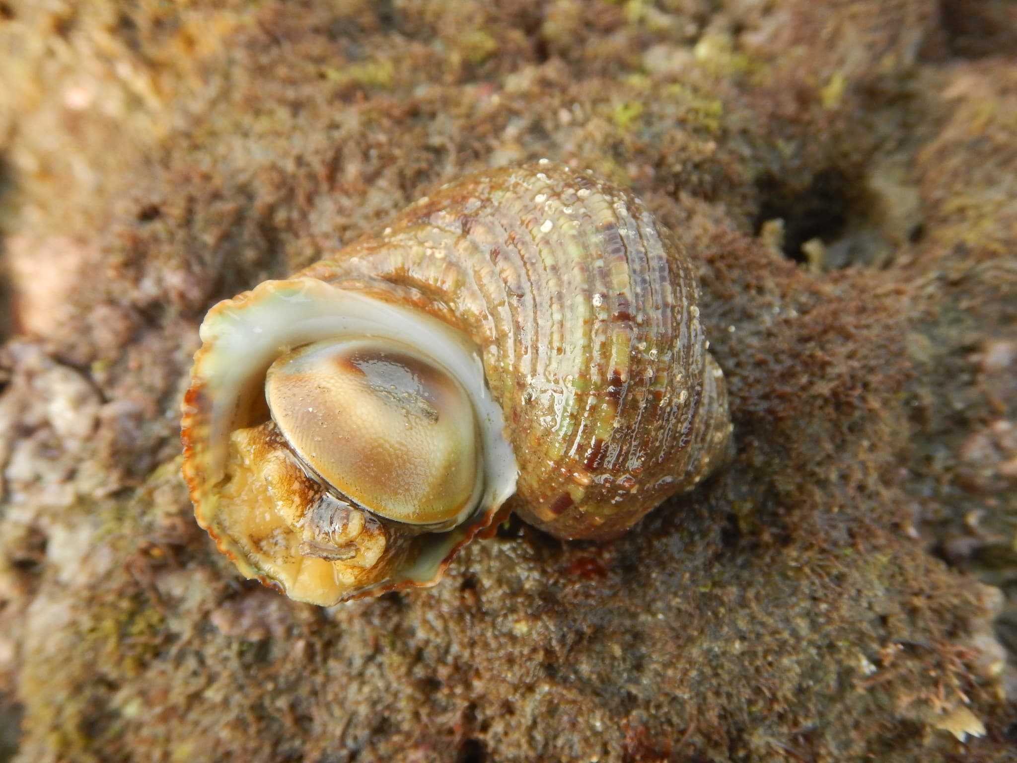 Brown Pacific Turbo (Turbo bruneus)