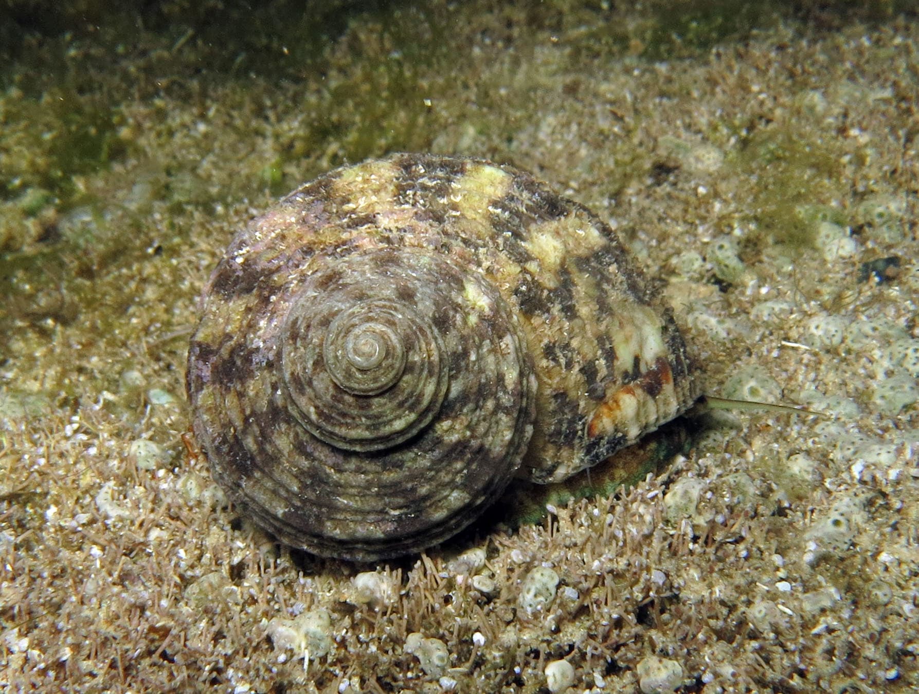 Brown Pacific Turbo (Turbo bruneus)