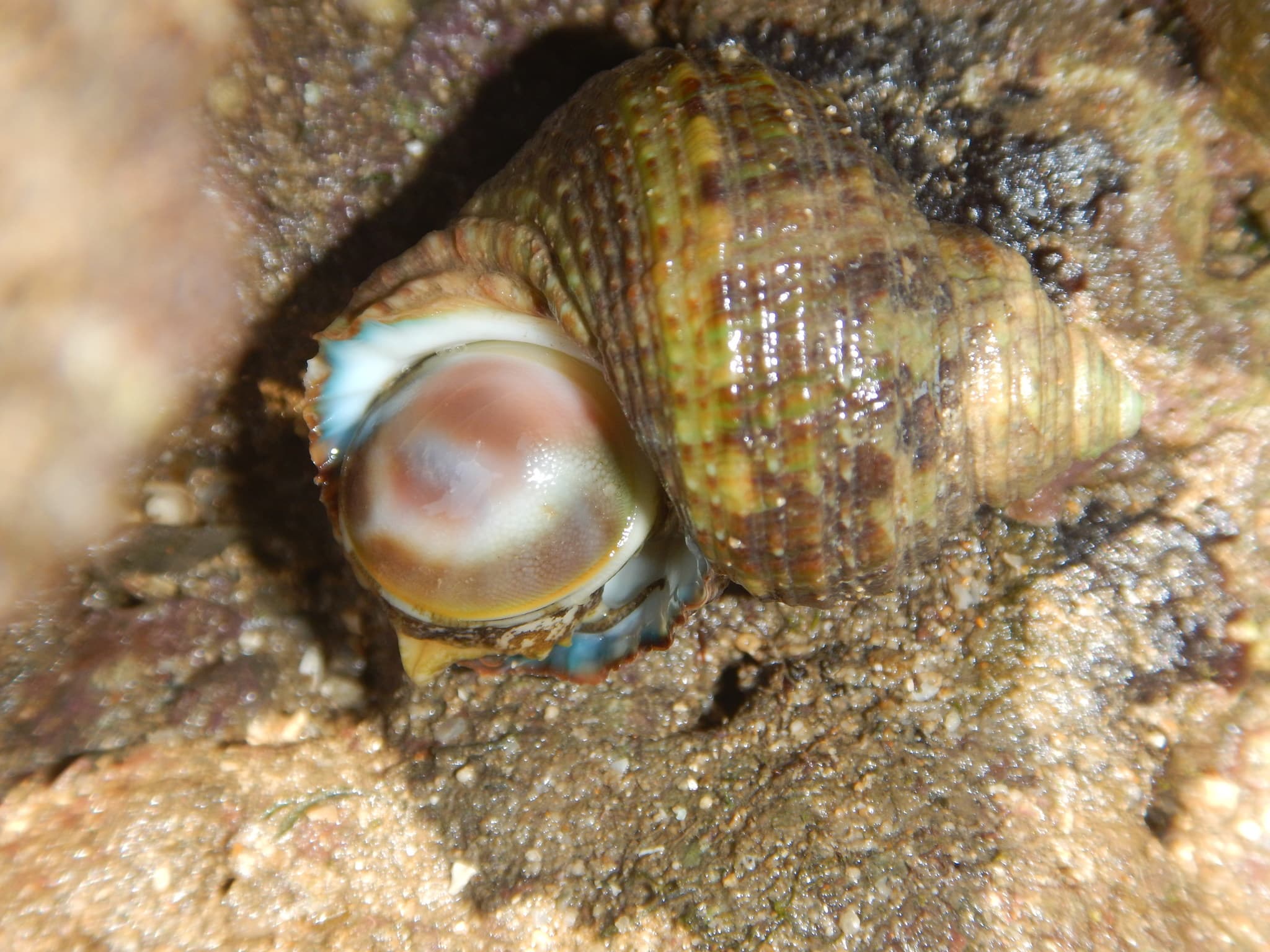 Brown Pacific Turbo (Turbo bruneus)