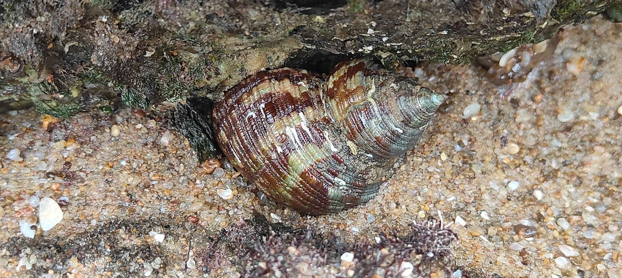 Brown Pacific Turbo (Turbo bruneus)