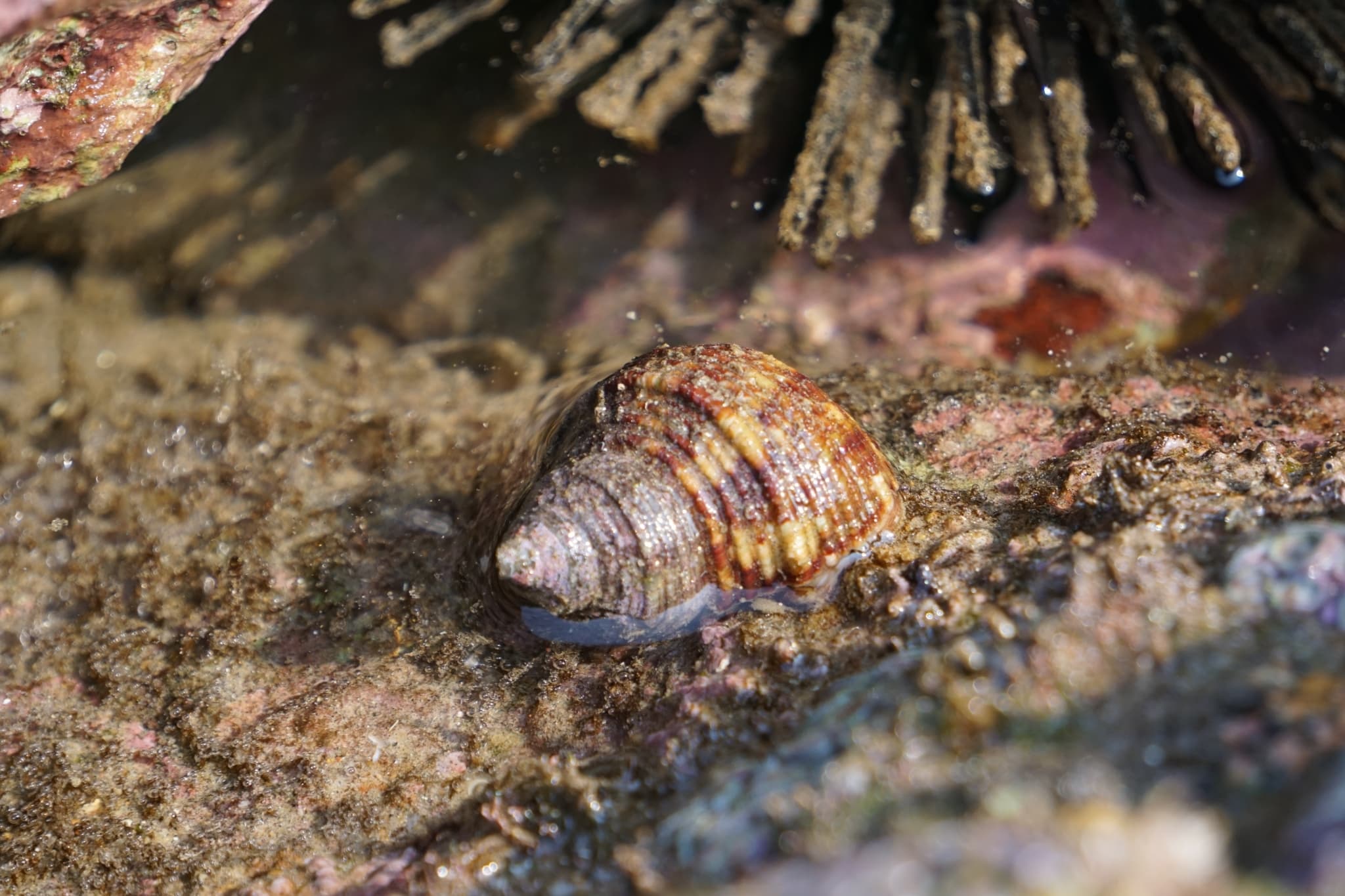 Brown Pacific Turbo (Turbo bruneus)