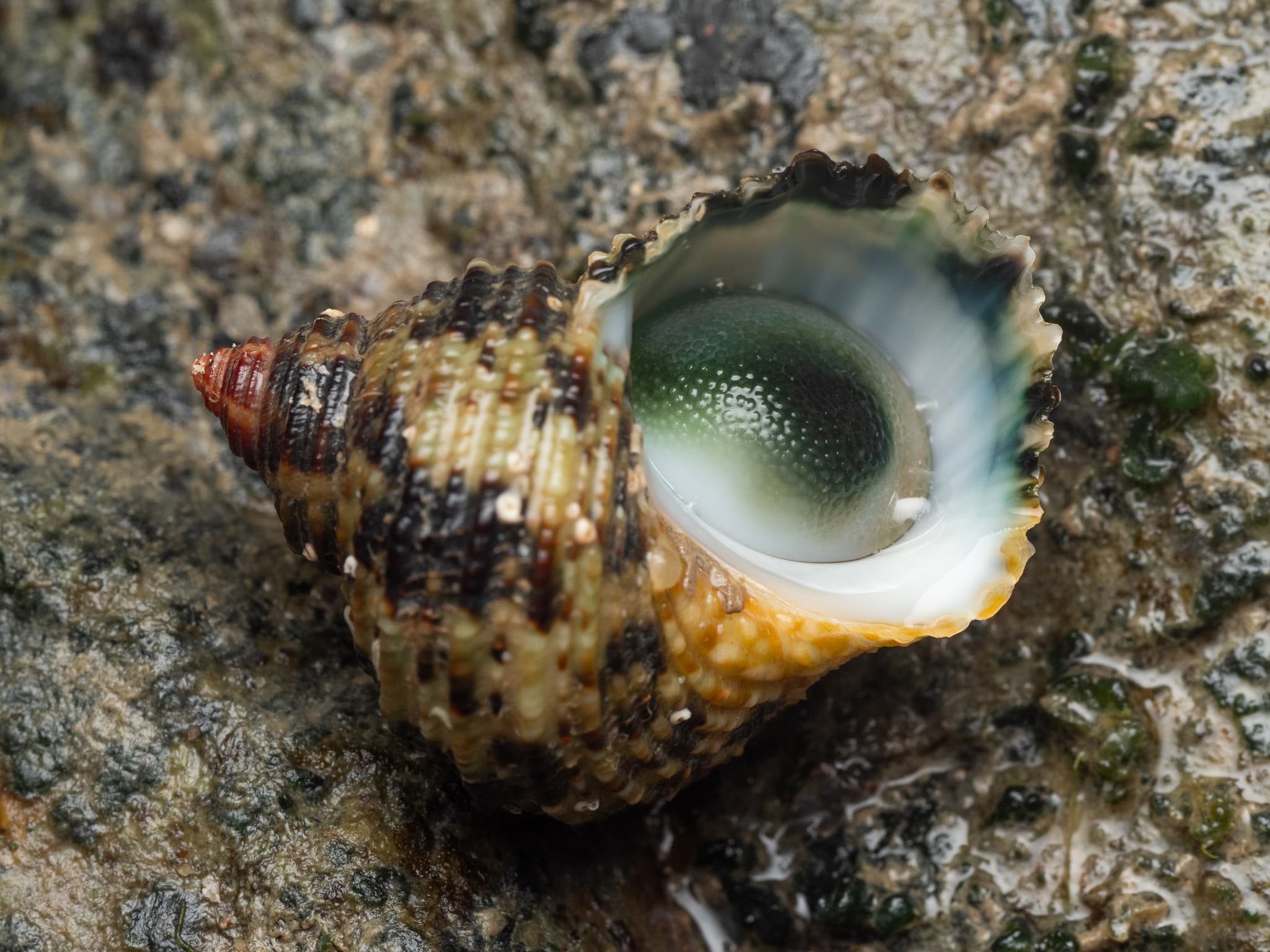 Brown Pacific Turbo (Turbo bruneus)