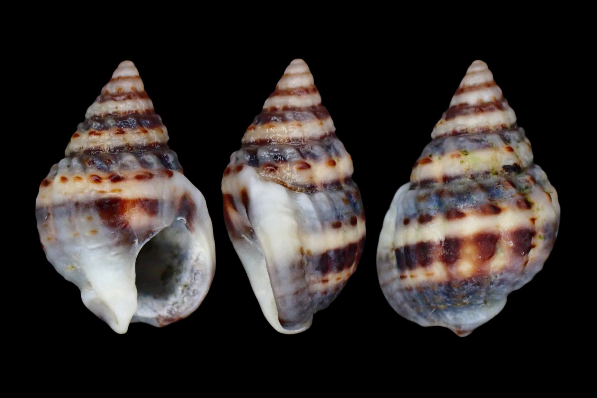 Bruised Nassa (Phrontis vibex) shells