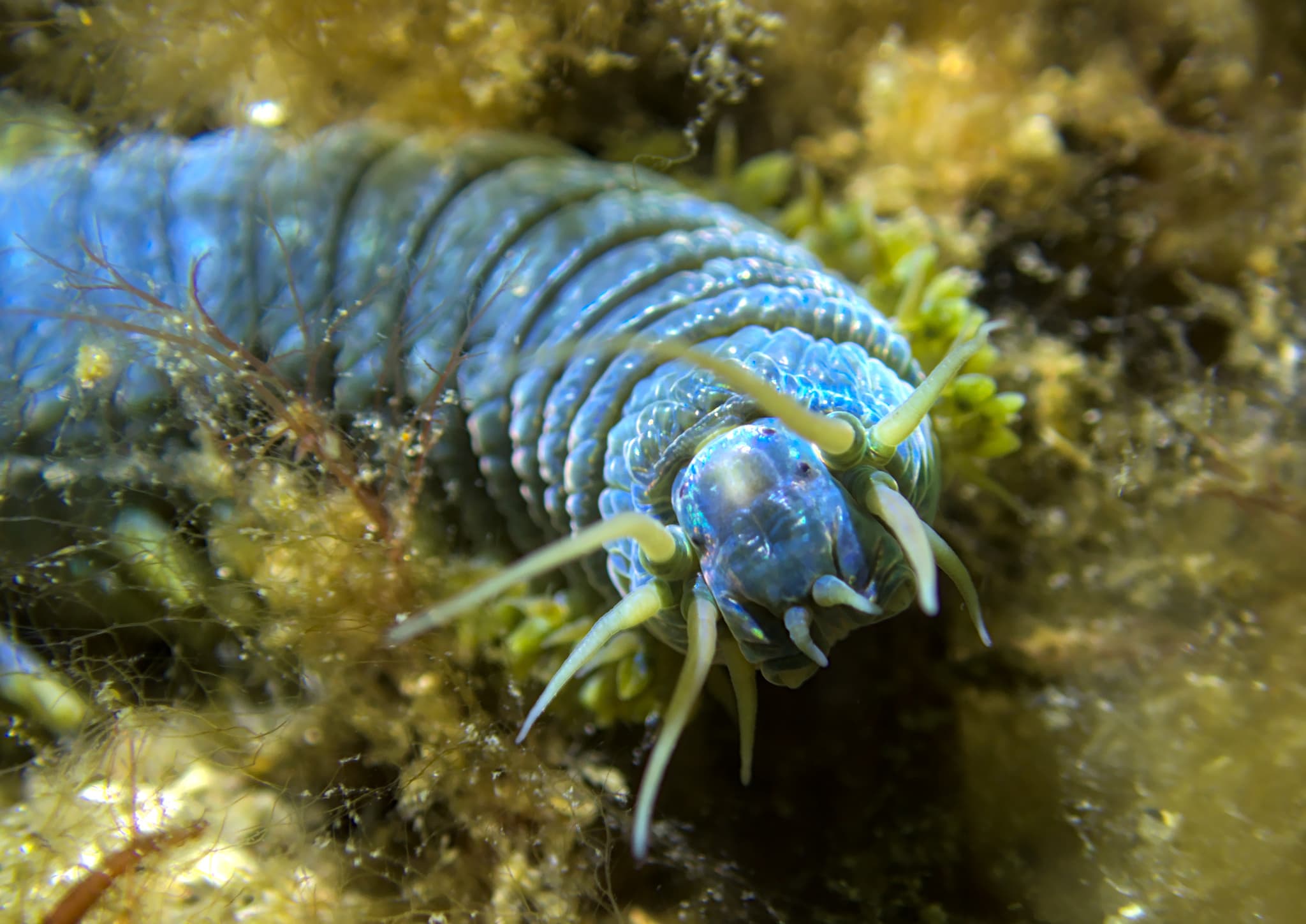 King Ragworm (Alitta virens) close-up