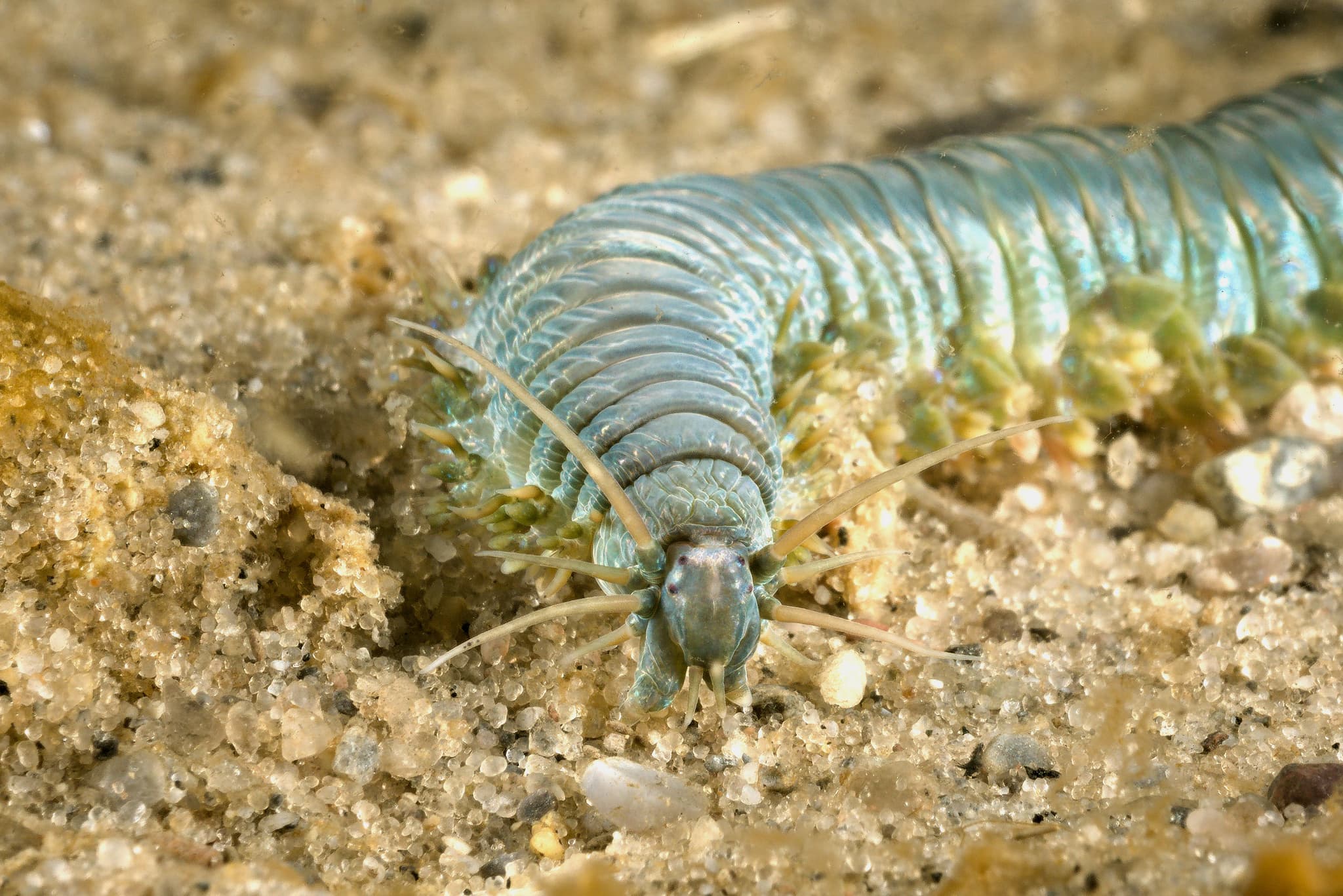 King Ragworm (Alitta virens) close-up