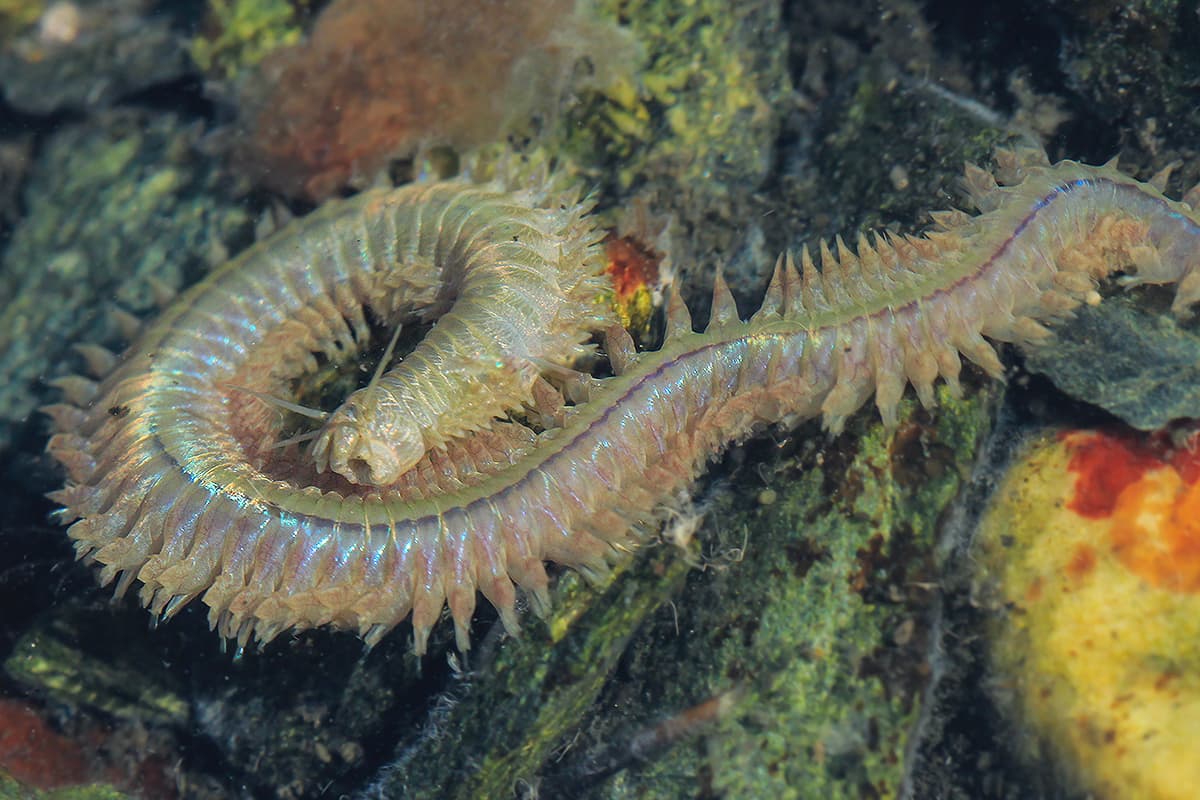 King Ragworm (Alitta virens)