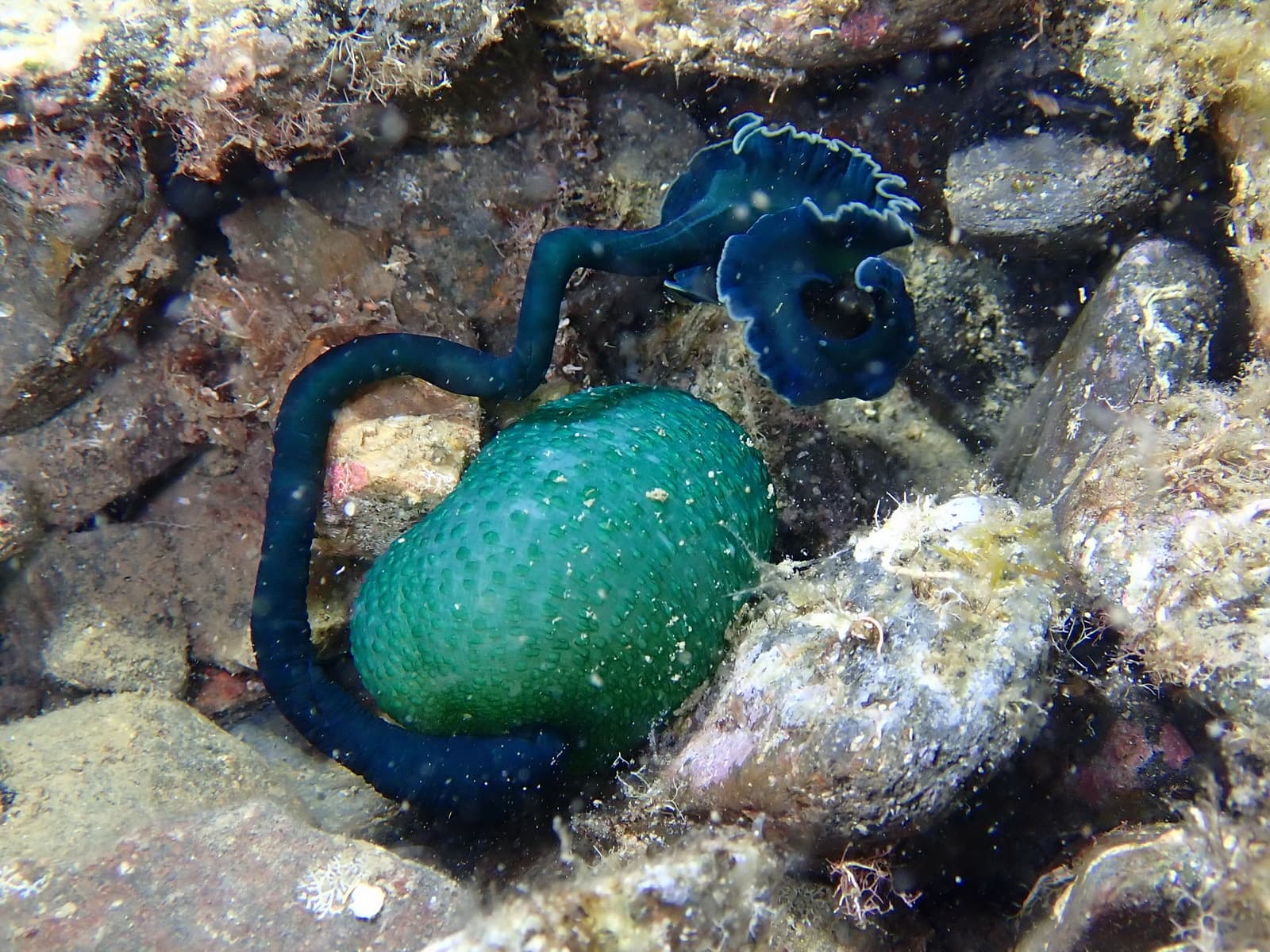 Green Spoon Worm (Bonellia viridis)