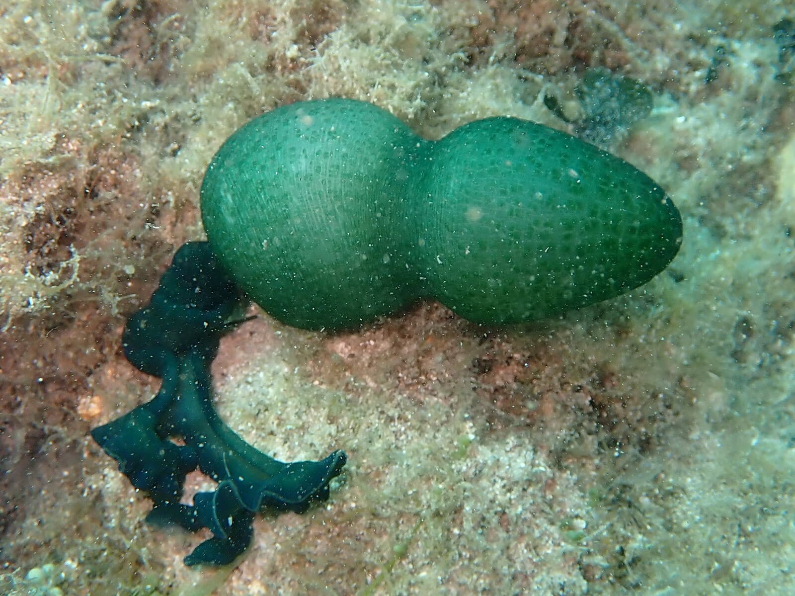 Green Spoon Worm (Bonellia viridis)