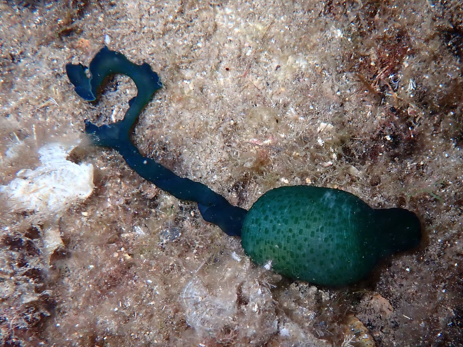 Green Spoon Worm (Bonellia viridis)