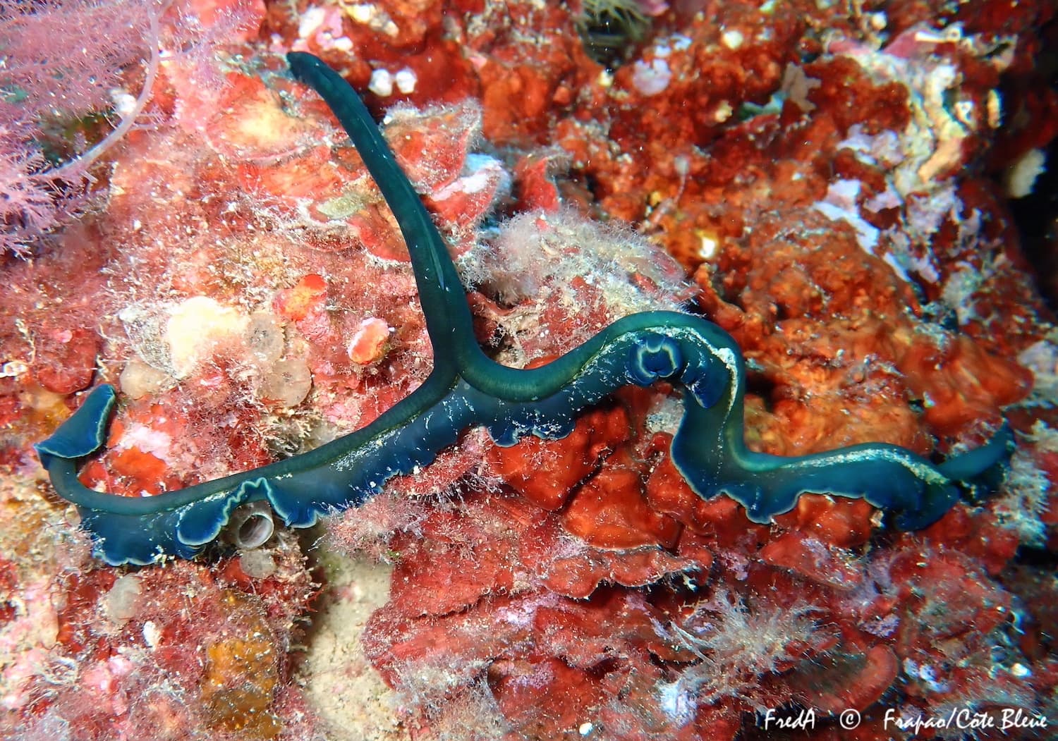 Green Spoon Worm (Bonellia viridis)