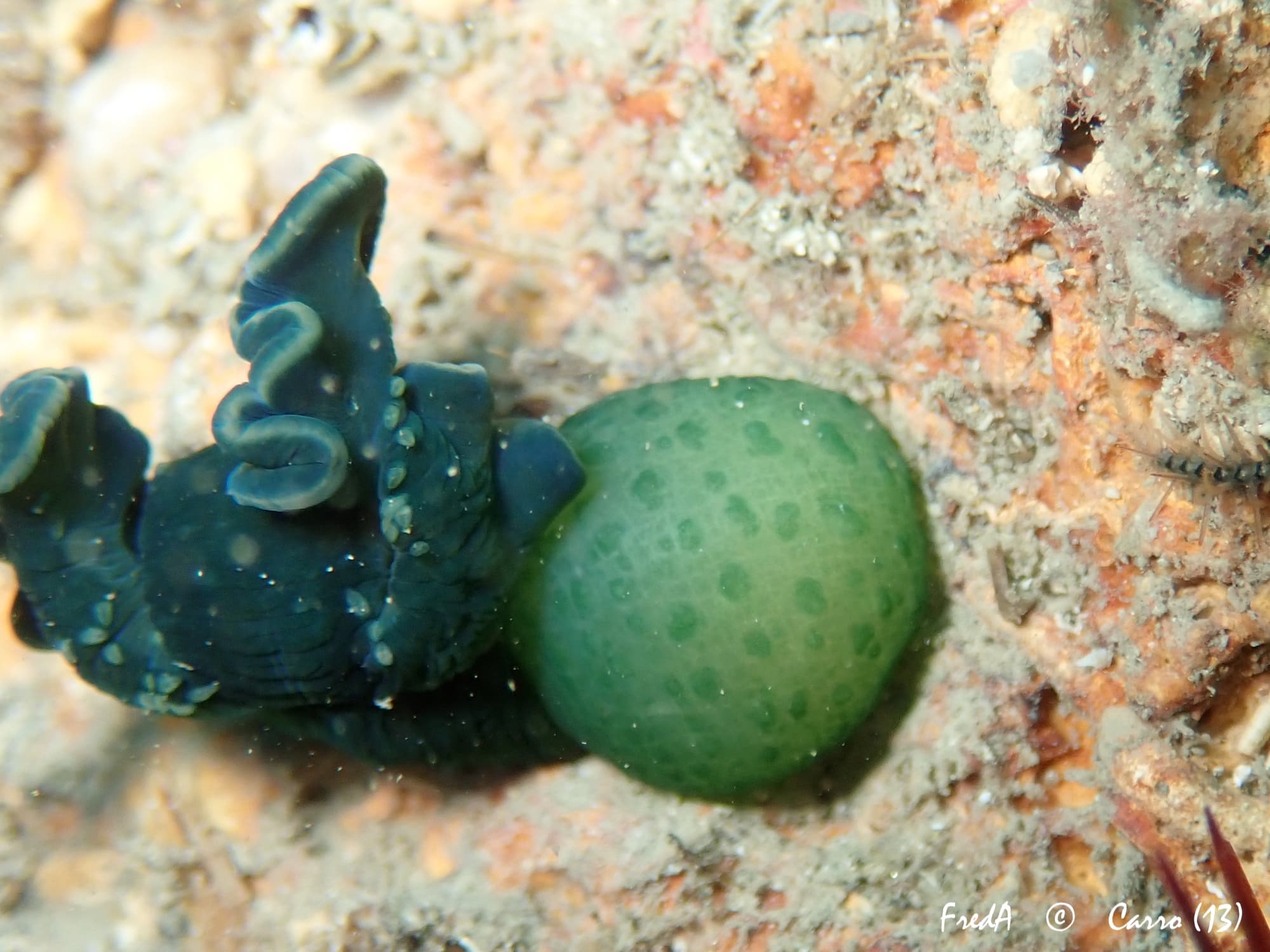 Green Spoon Worm (Bonellia viridis)