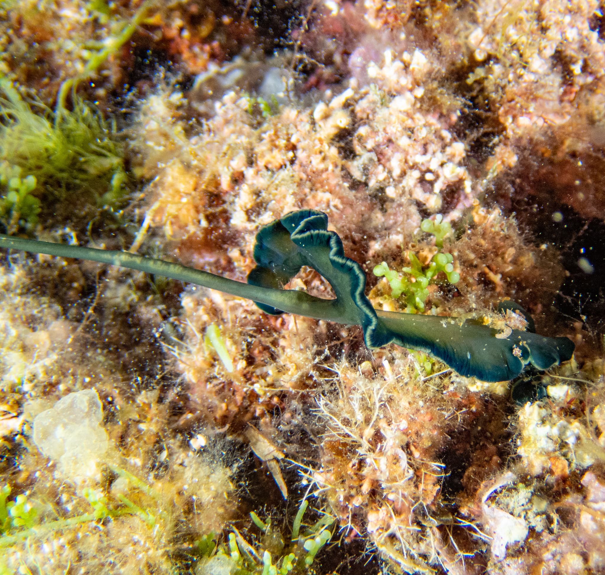 Green Spoon Worm (Bonellia viridis)