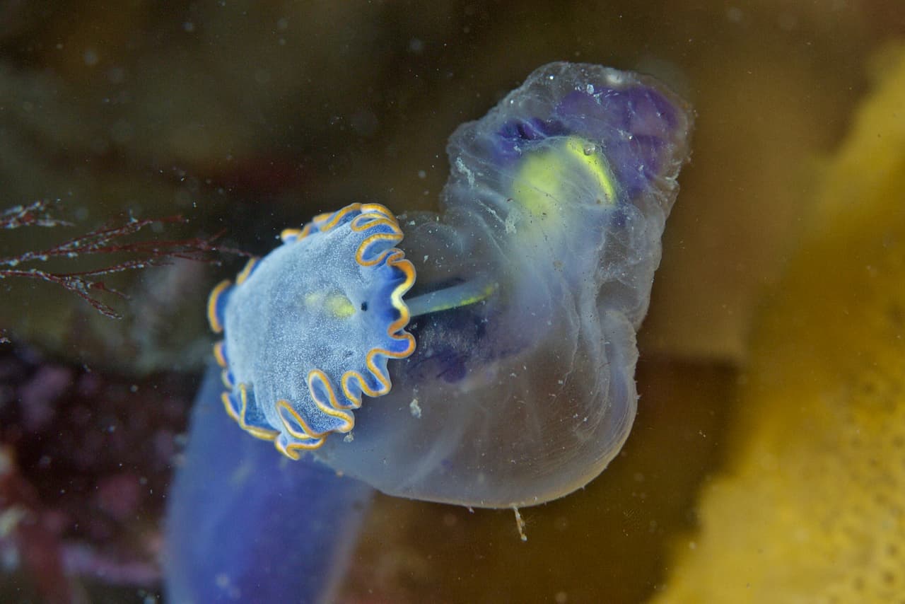 Marine Blue Flatworm (Cycloporus venetus)