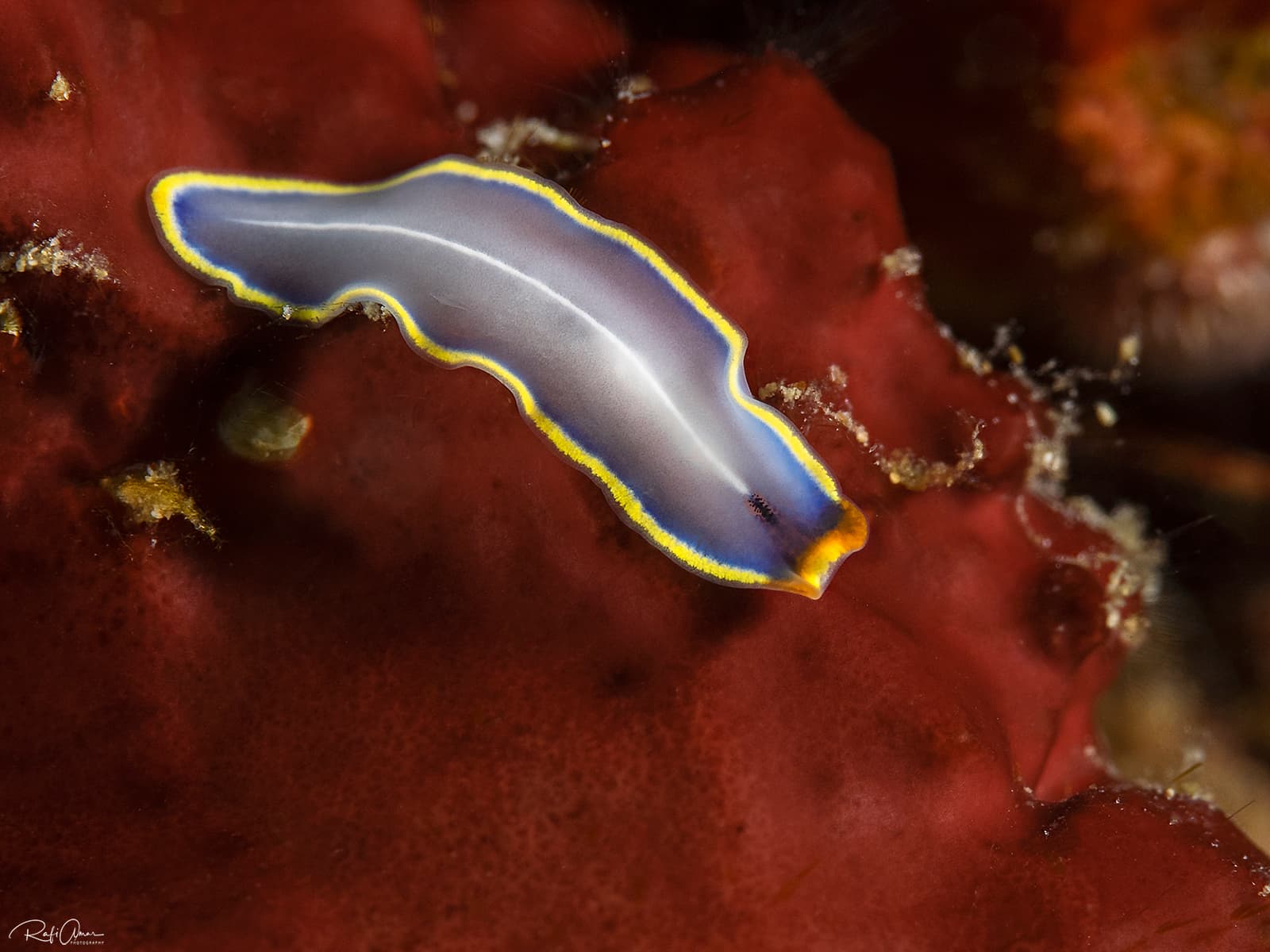 Marine Blue Flatworm (Cycloporus venetus)