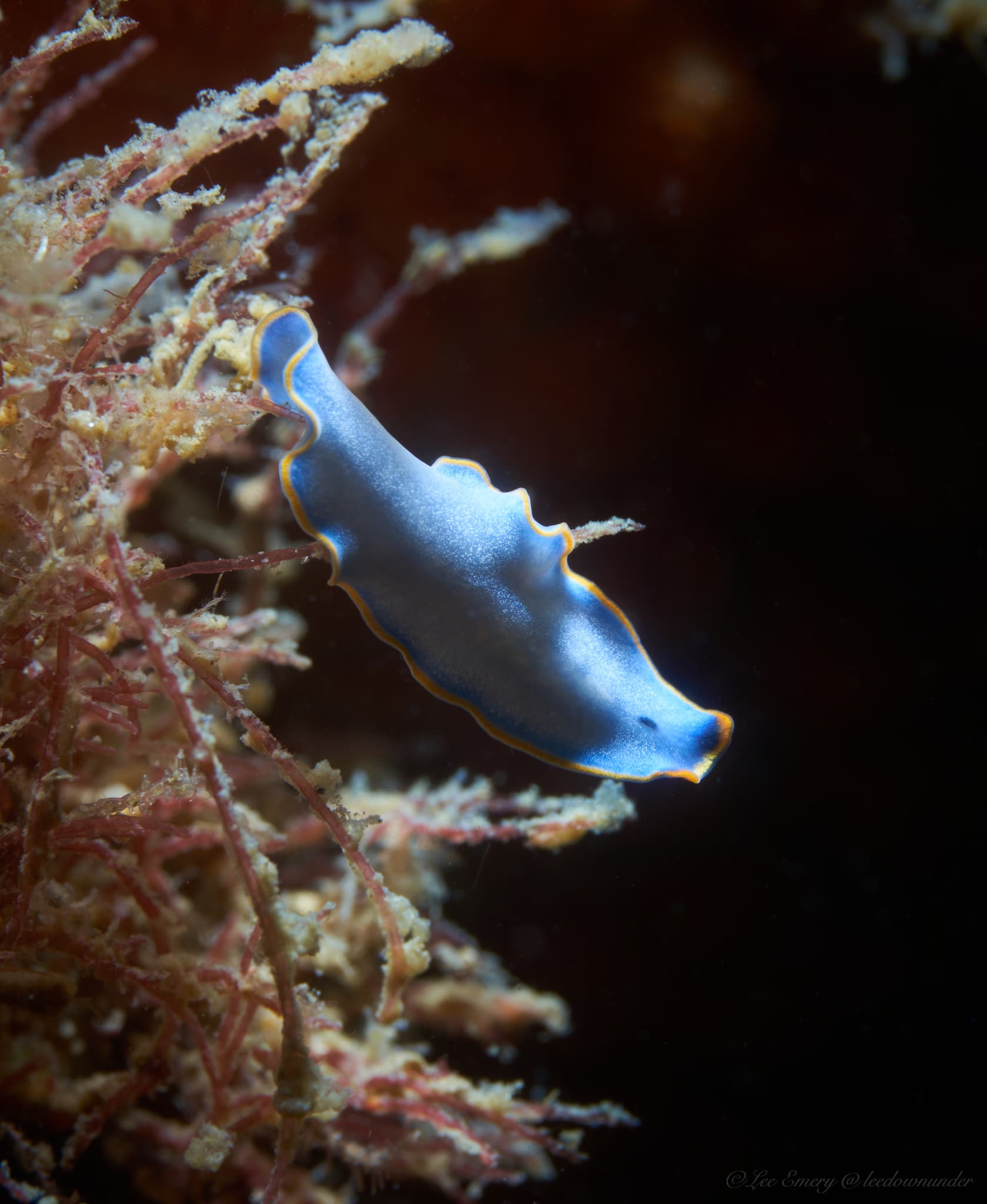 Marine Blue Flatworm (Cycloporus venetus)