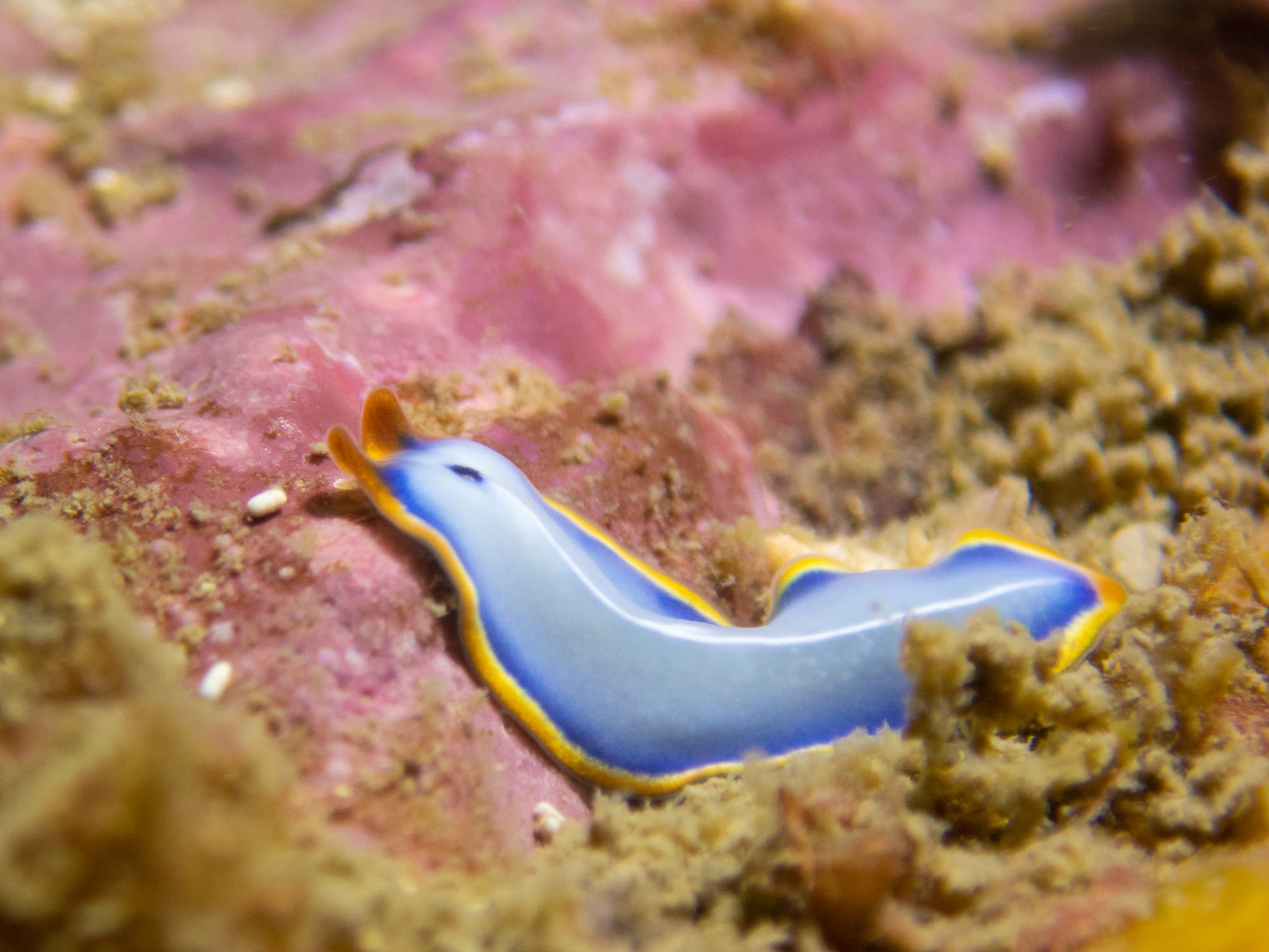 Marine Blue Flatworm (Cycloporus venetus)