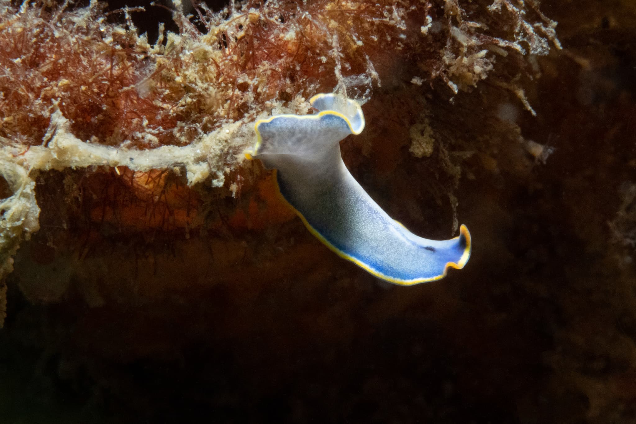 Marine Blue Flatworm (Cycloporus venetus)