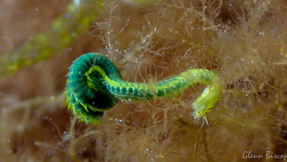 Green Leaf Worm (Eulalia viridis)