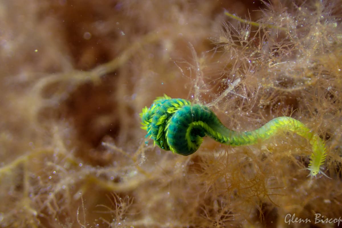 Green Leaf Worm (Eulalia viridis)