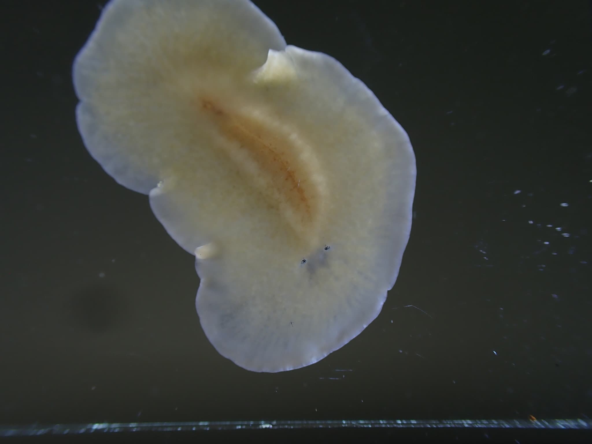 Flatworm (Leptoplana tremellaris)