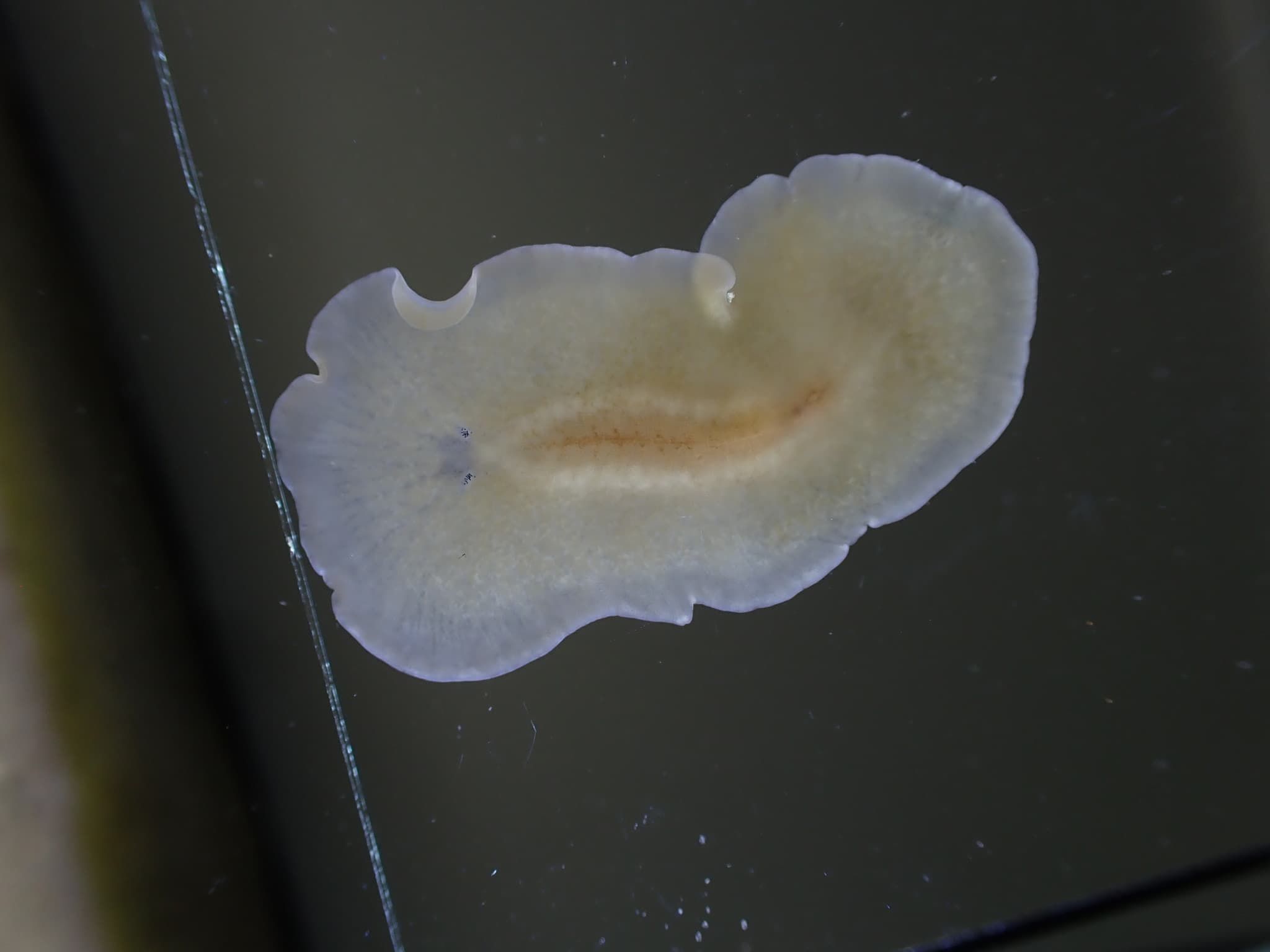 Flatworm (Leptoplana tremellaris)