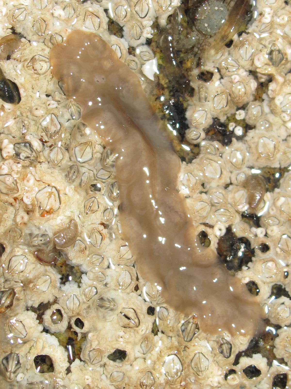 Flatworm (Leptoplana tremellaris)