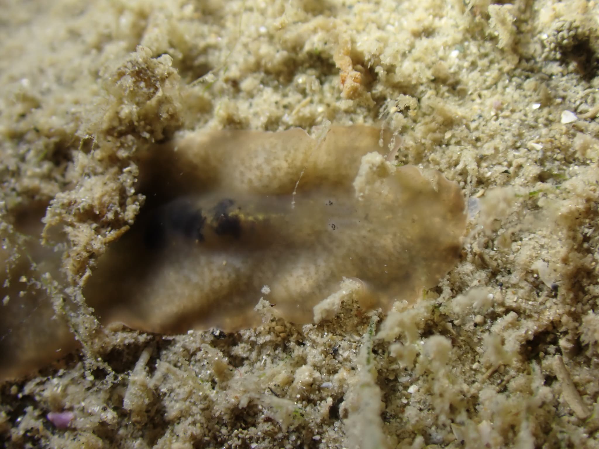 Flatworm (Leptoplana tremellaris)