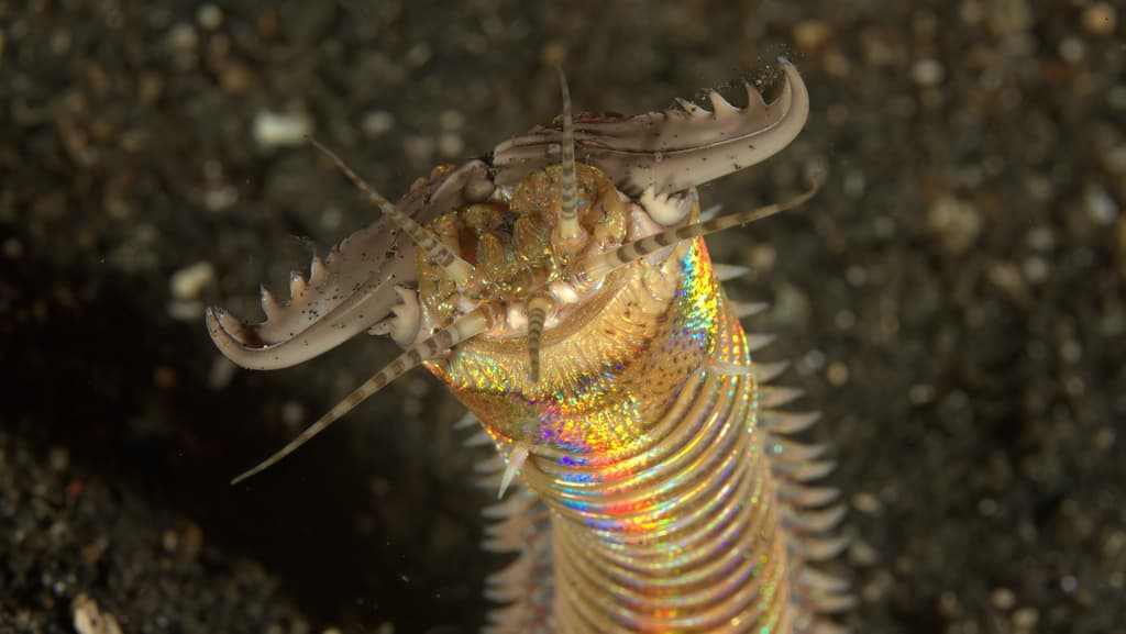 Bobbit Worm (Eunice aphroditois)