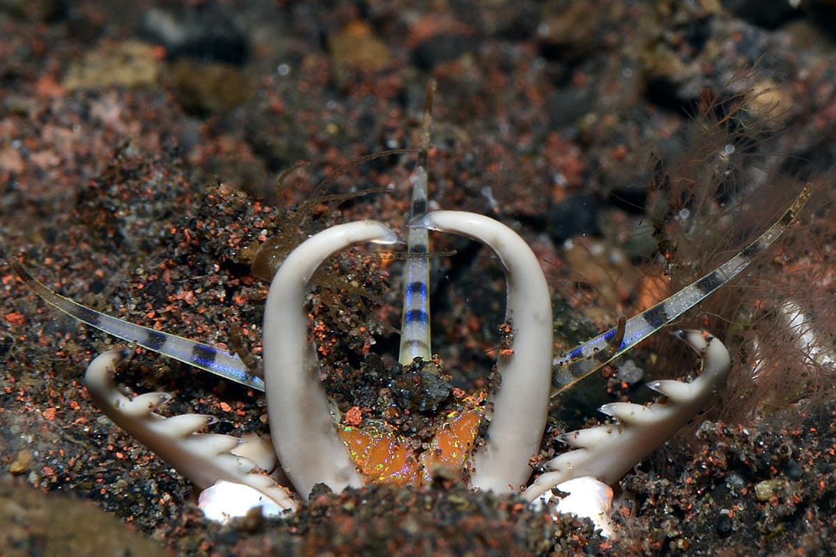 Bobbit Worm (Eunice aphroditois) close-up