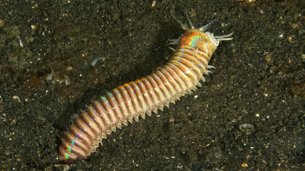 Bobbit Worm (Eunice aphroditois)