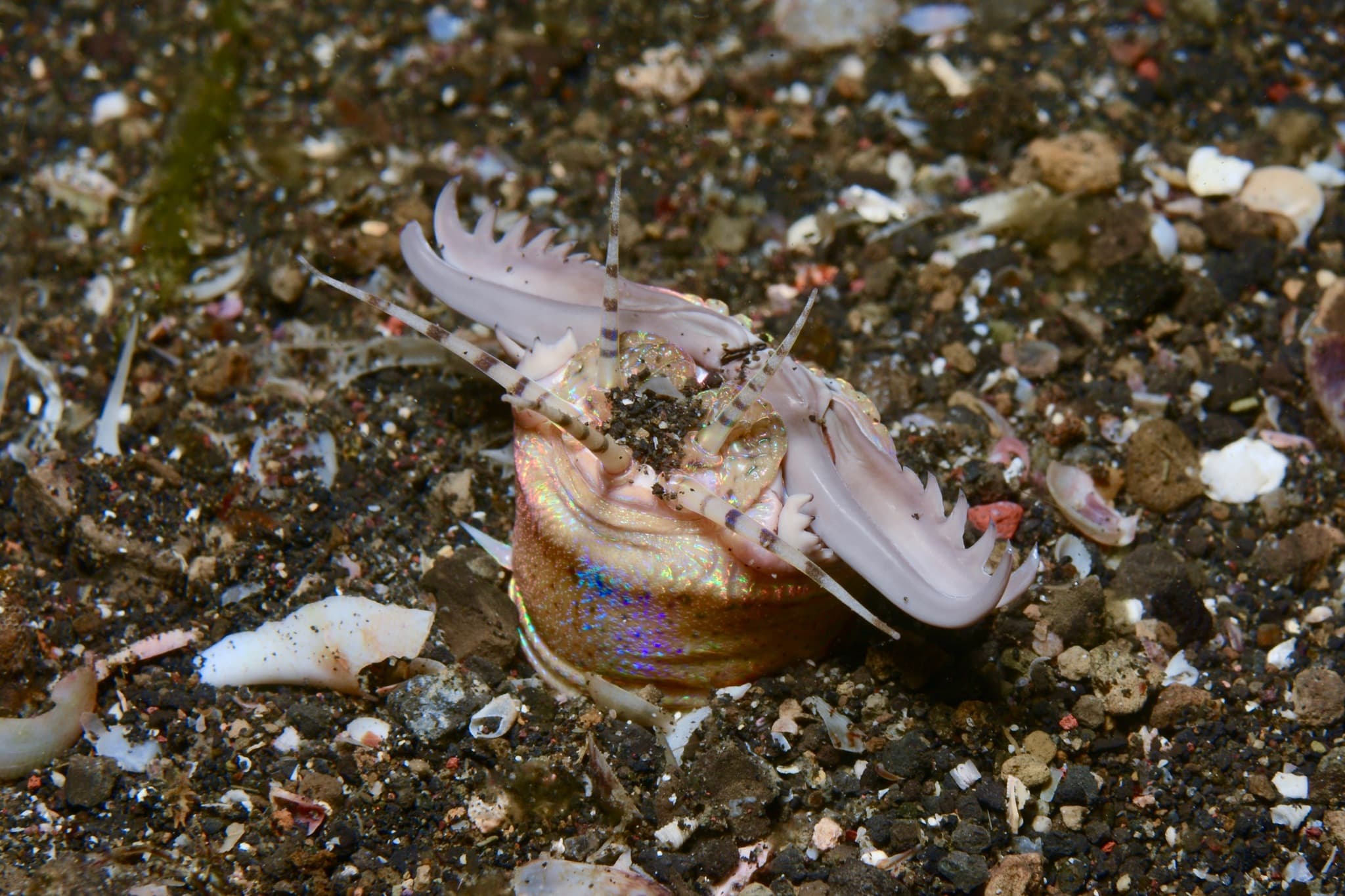 Bobbit Worm (Eunice aphroditois)