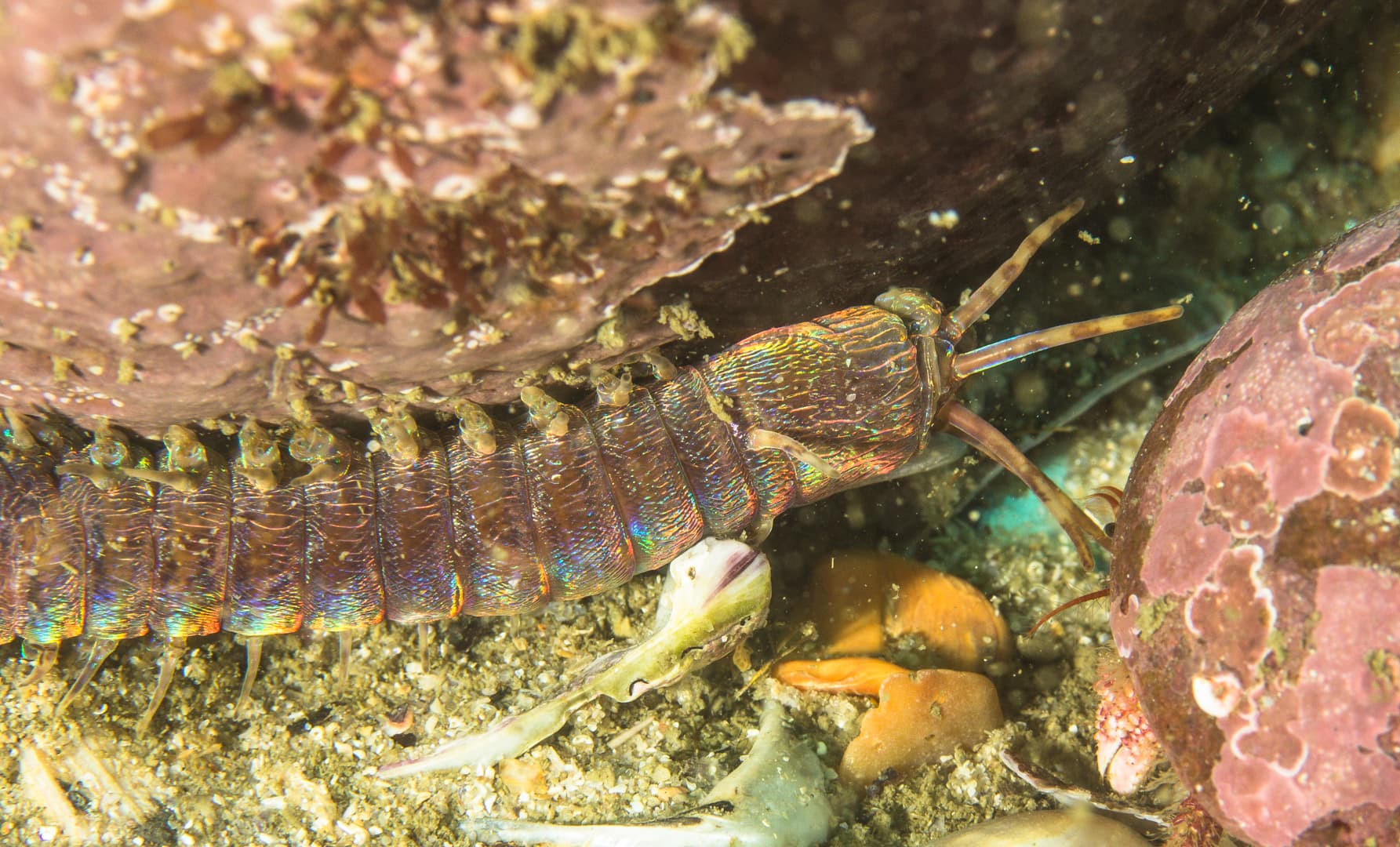 Bobbit Worm (Eunice aphroditois)