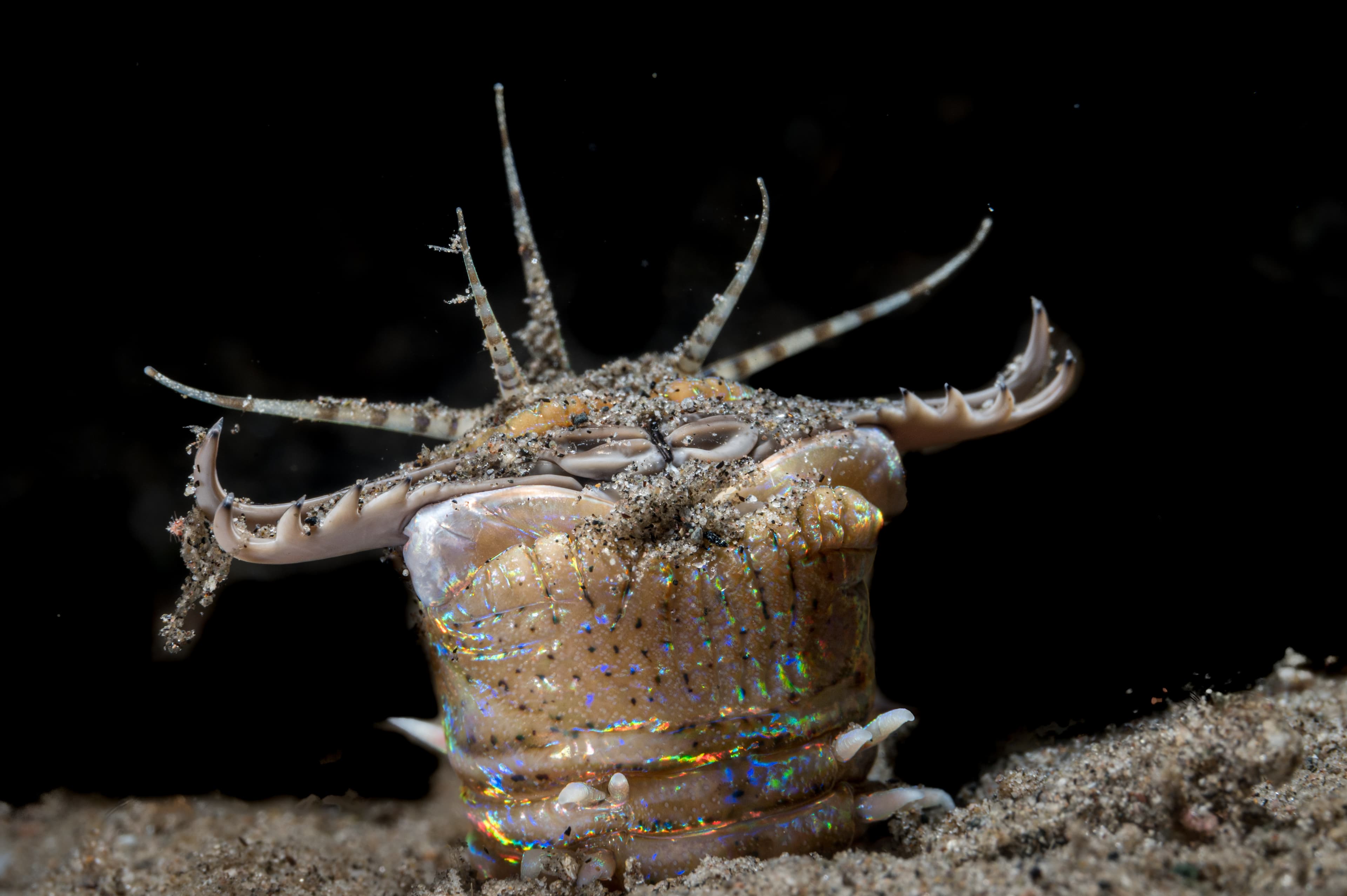 Bobbit Worm (Eunice aphroditois)